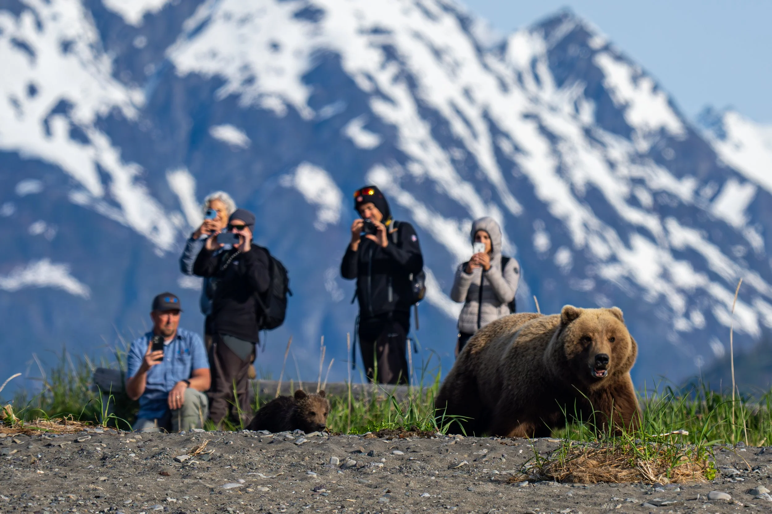 Group of people taking photos outdoors in front of snowy mountains, with two bears resting on the ground in the foreground.