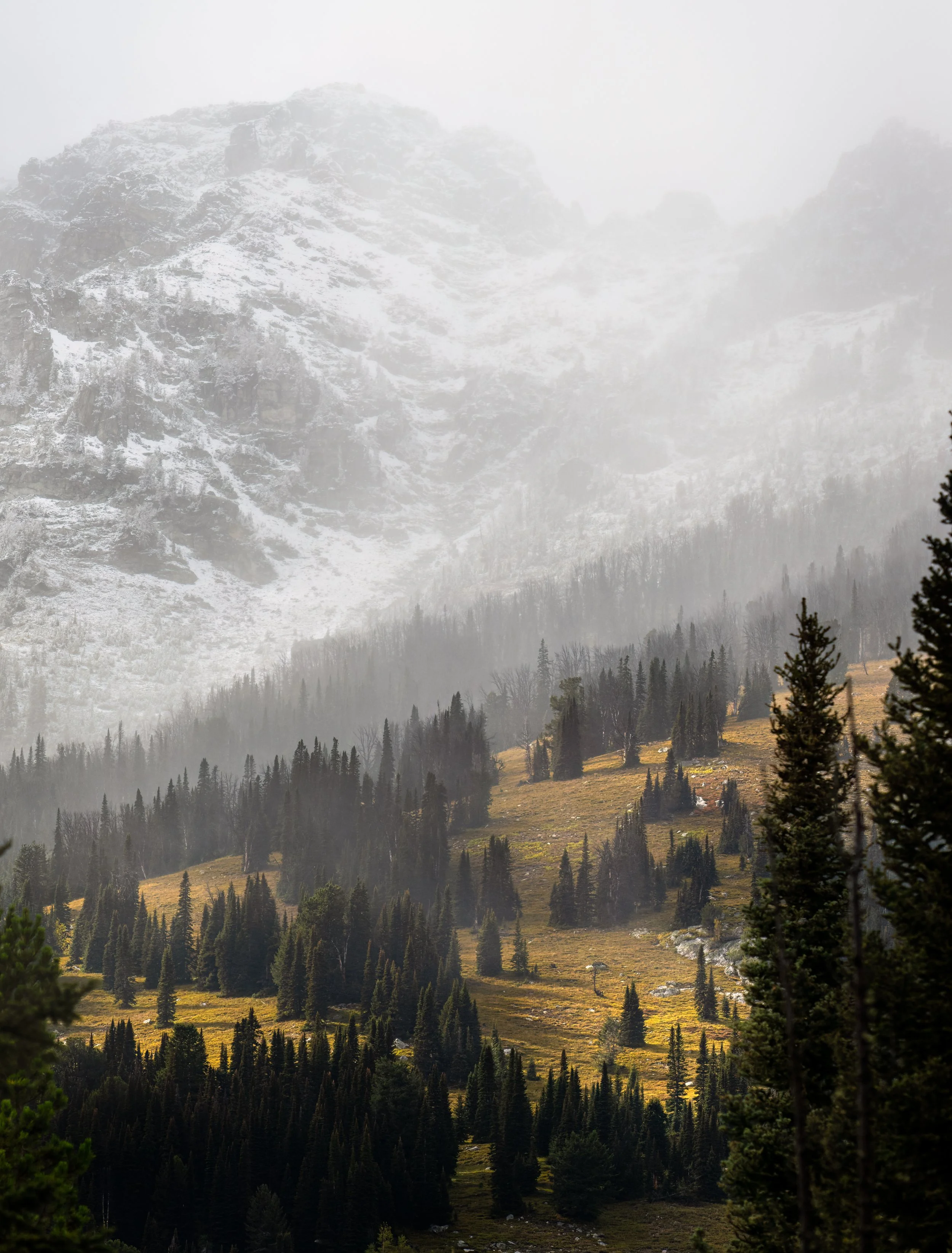 Mountain landscape with snow-capped peaks, coniferous trees, and a grassy slope, partly shrouded in fog or mist.