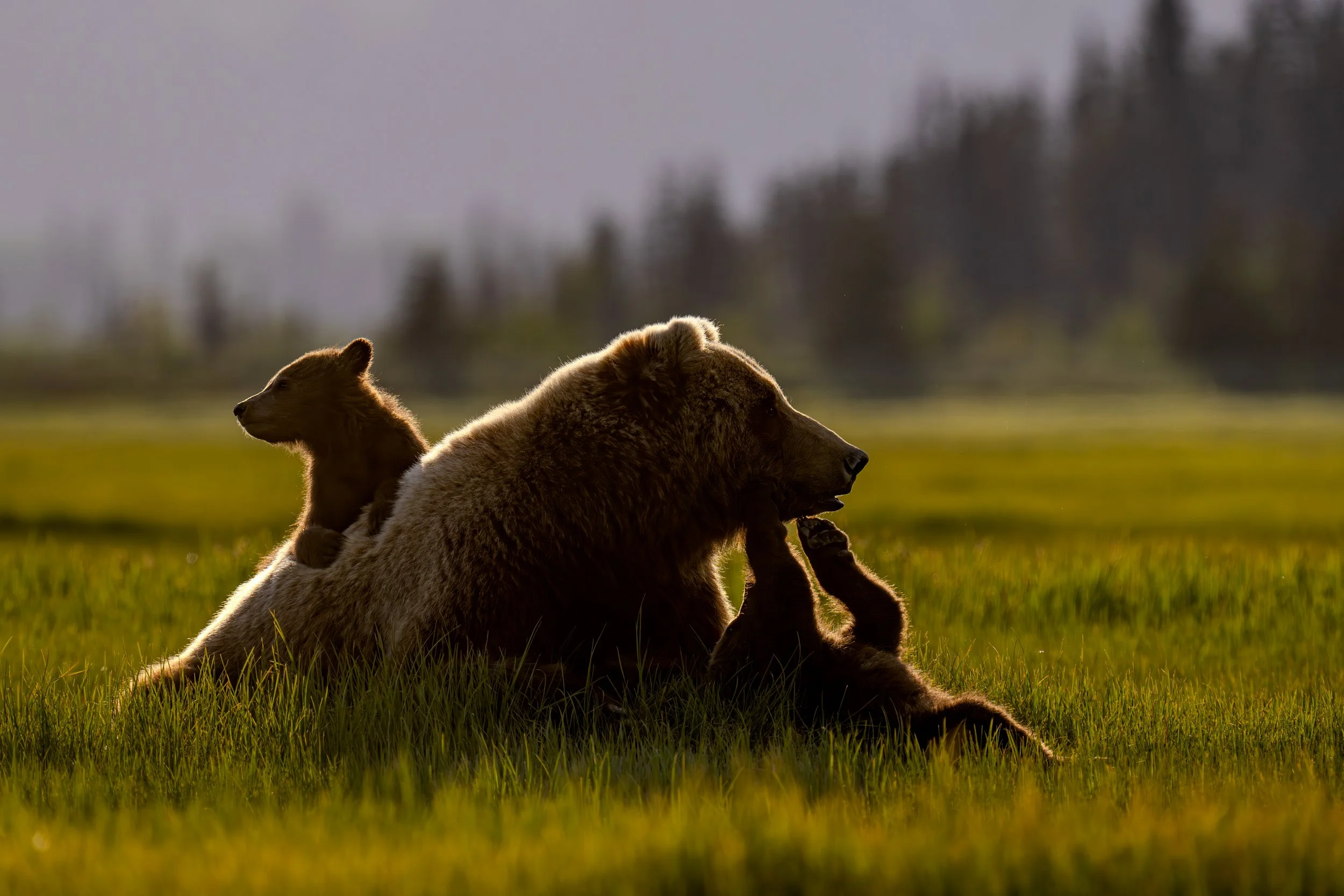 A large brown bear with a smaller bear cub sitting on its back, both resting on a grassy field with blurred trees in the background during sunset.