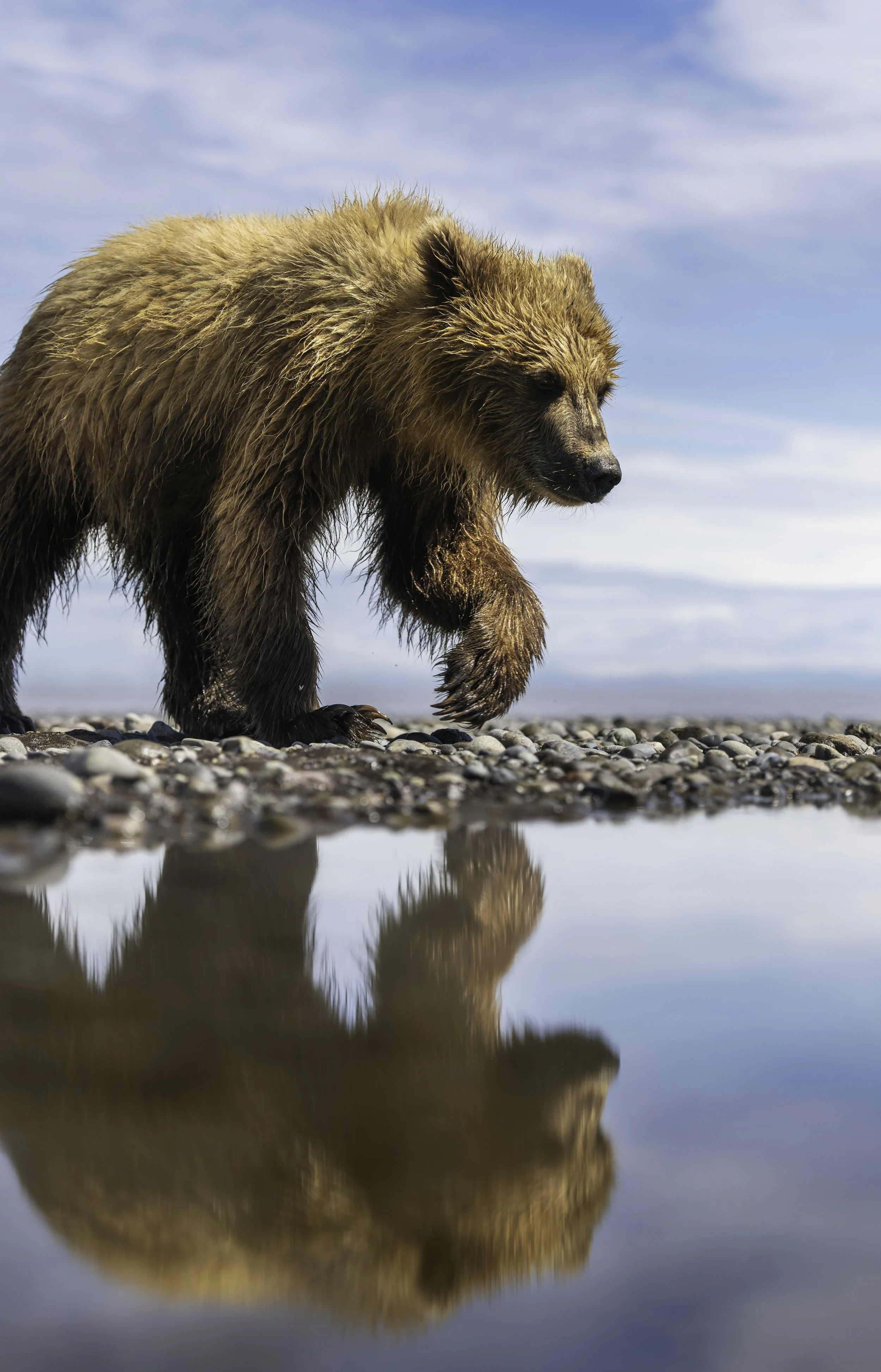 A brown bear walking on a pebbled shoreline, with its reflection visible in a small body of water, under a partly cloudy sky.
