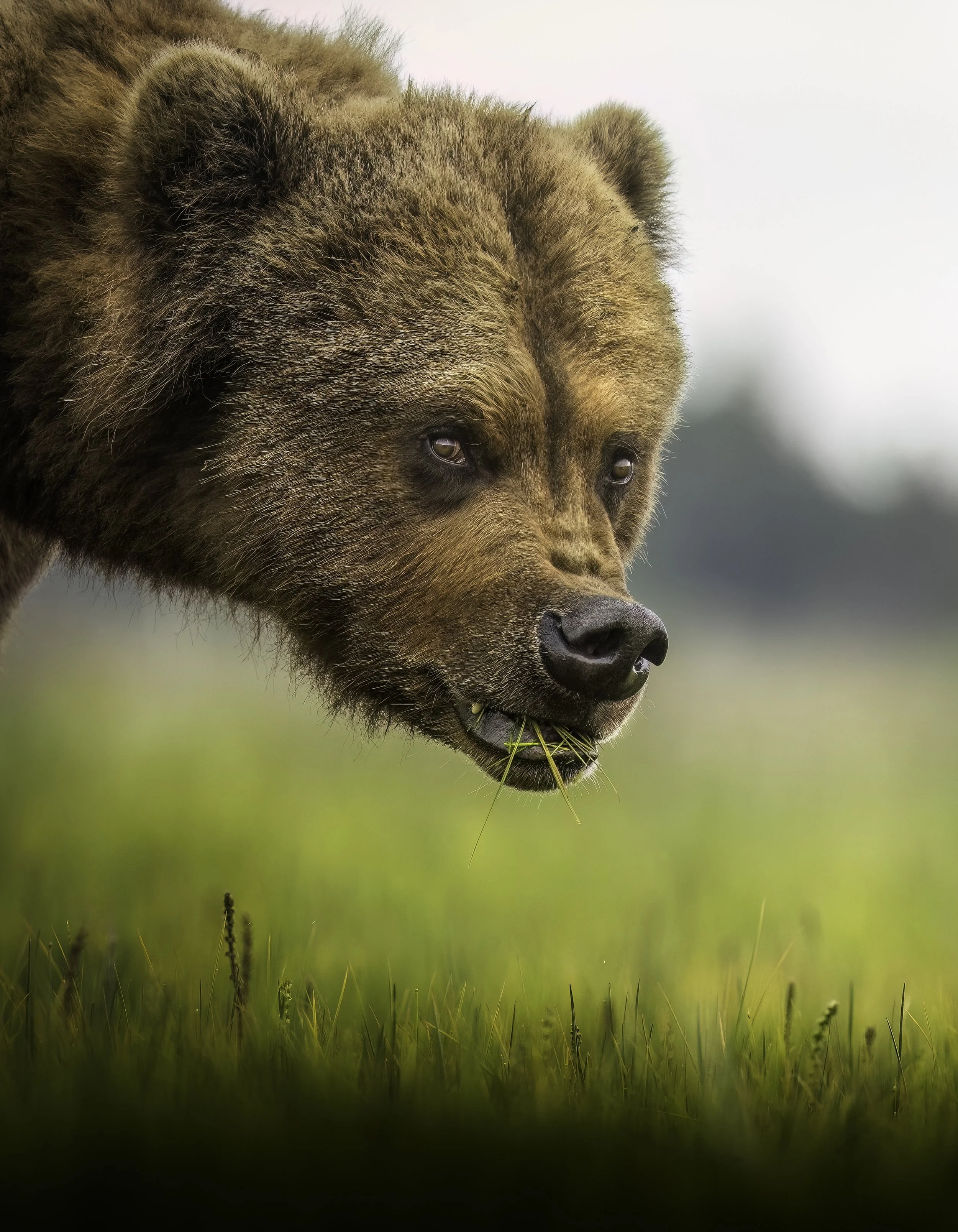 Close-up of a brown bear in a green field, with one paw visible, eating grass.