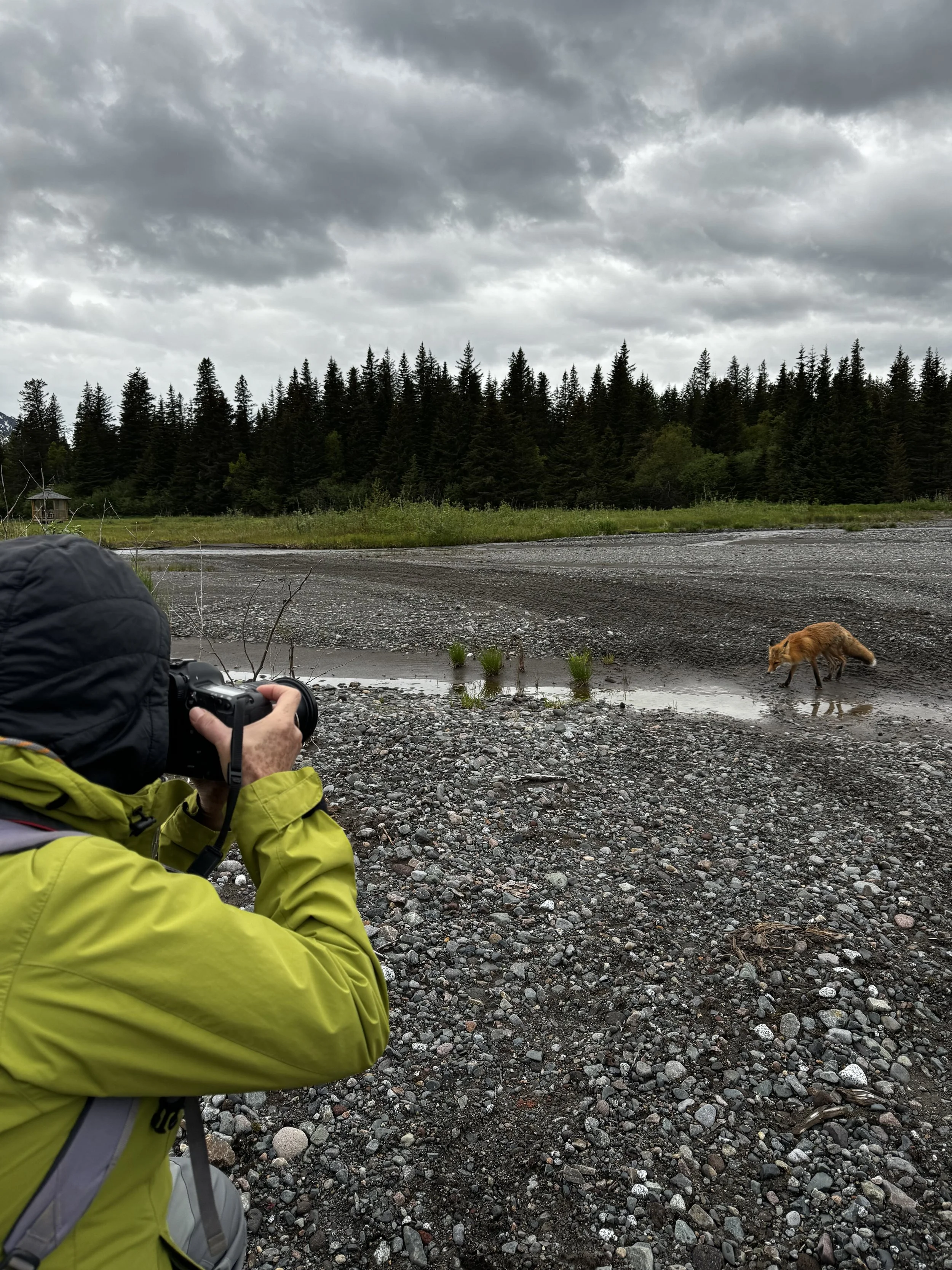A person in a yellow jacket taking a photograph of a fox near a small stream in a rocky, outdoor area with a forest and cloudy sky in the background.
