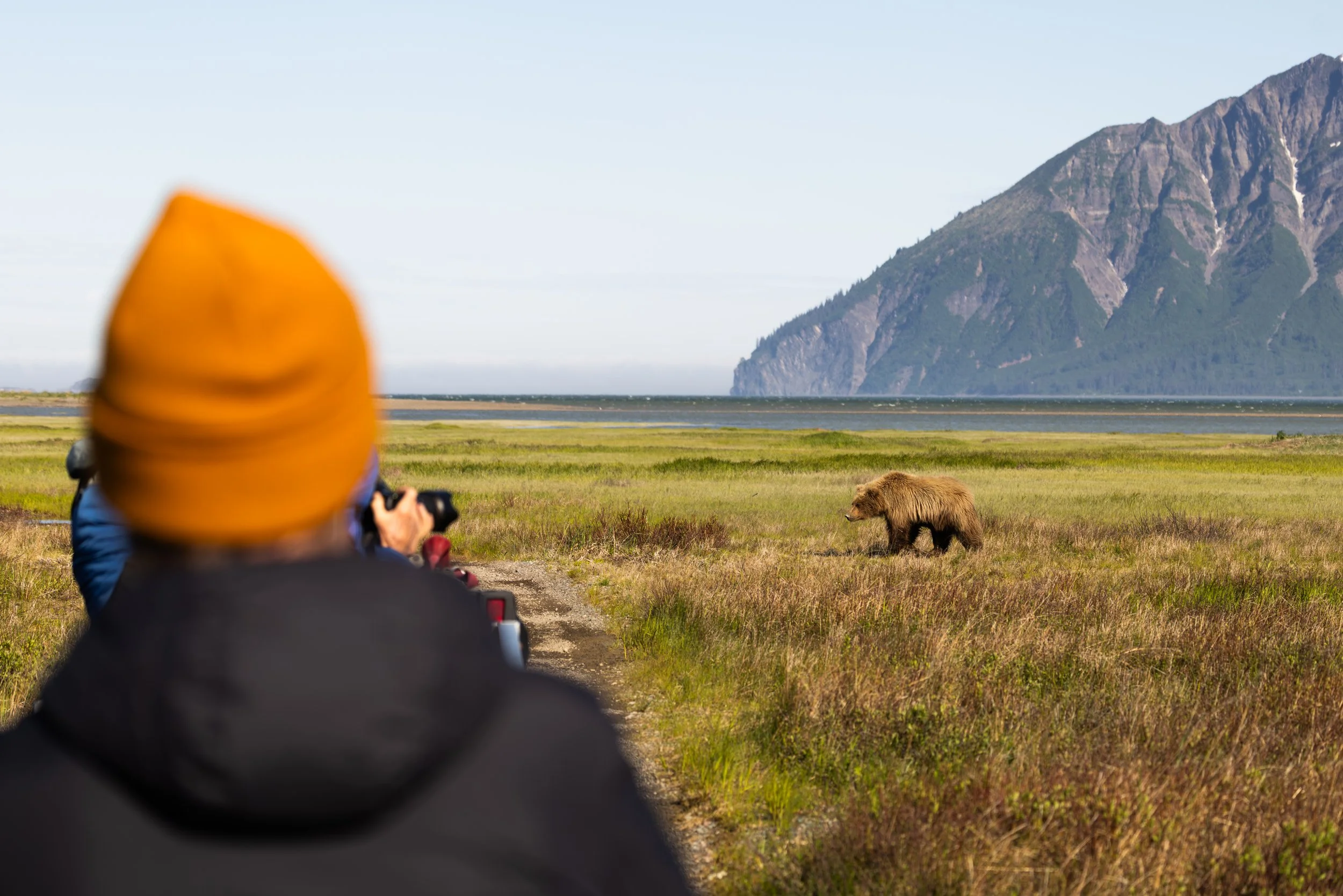 Person wearing an orange hat taking a photograph of a bear walking in a grassy area near a body of water, with mountains in the background