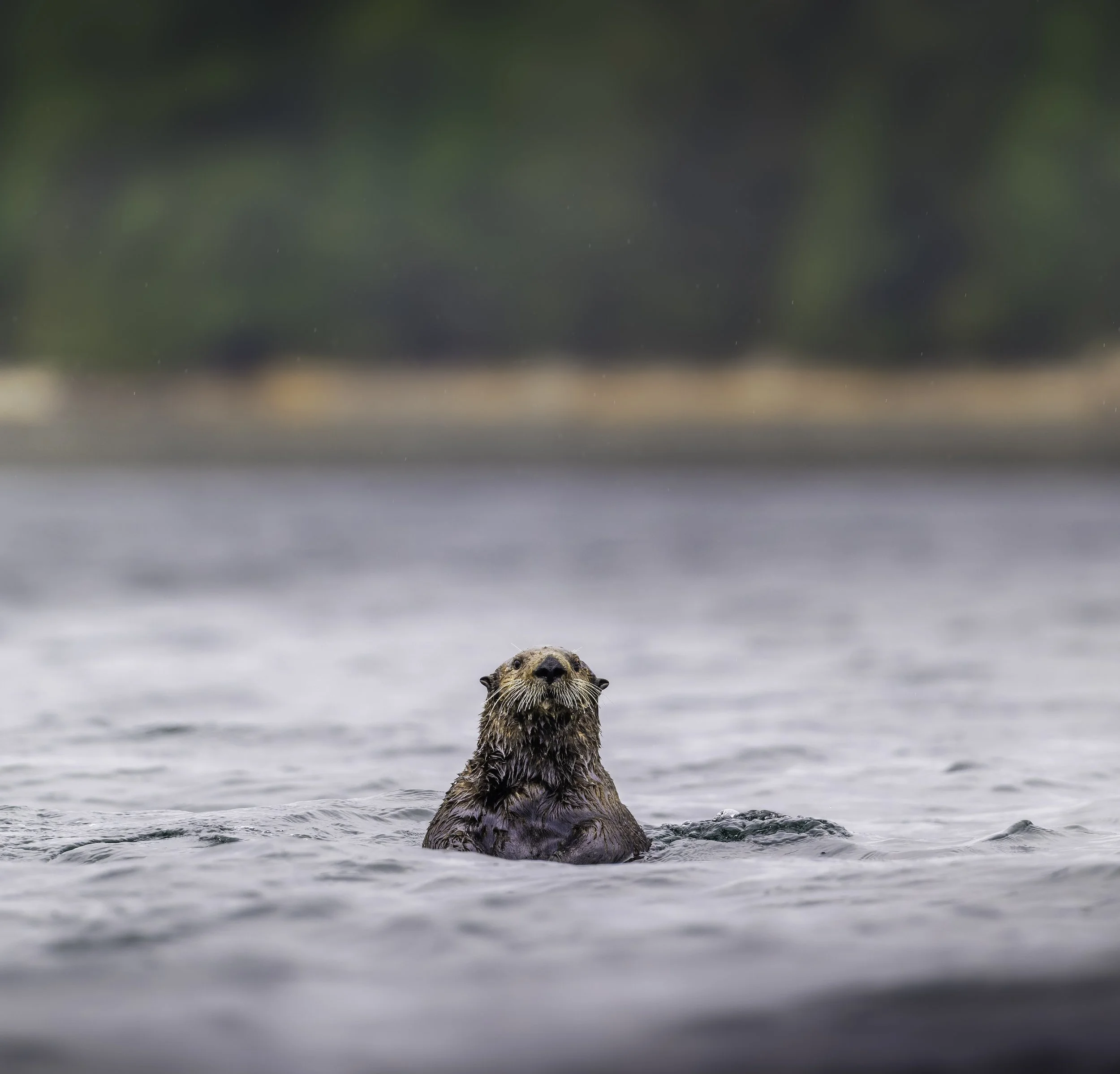 A sea otter floating on water with its head and part of its body visible, and trees in the blurry background.