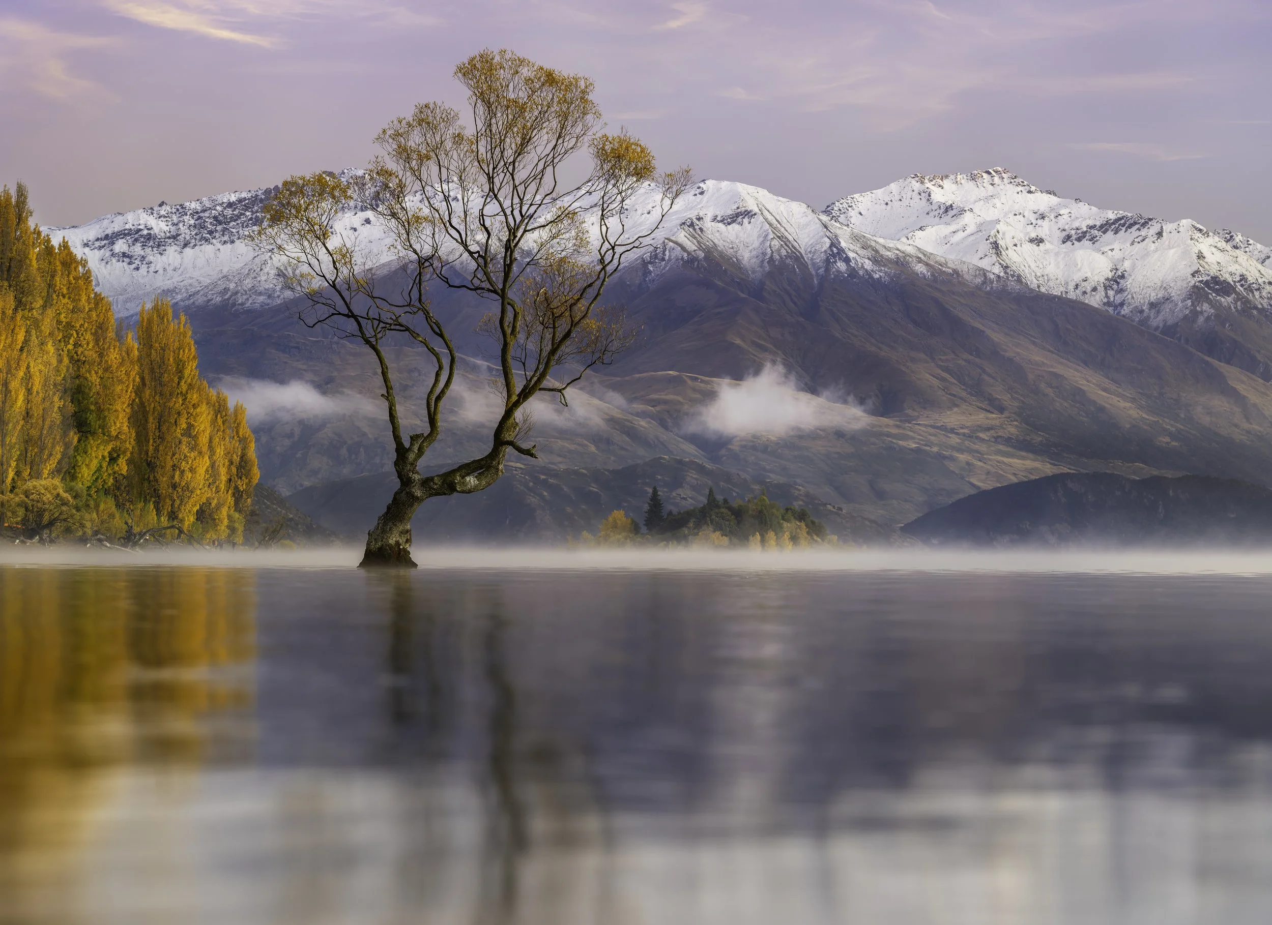 A tree with sparse yellow leaves growing out of a calm body of water with mountains snow-capped in the background and a pastel sky overhead.