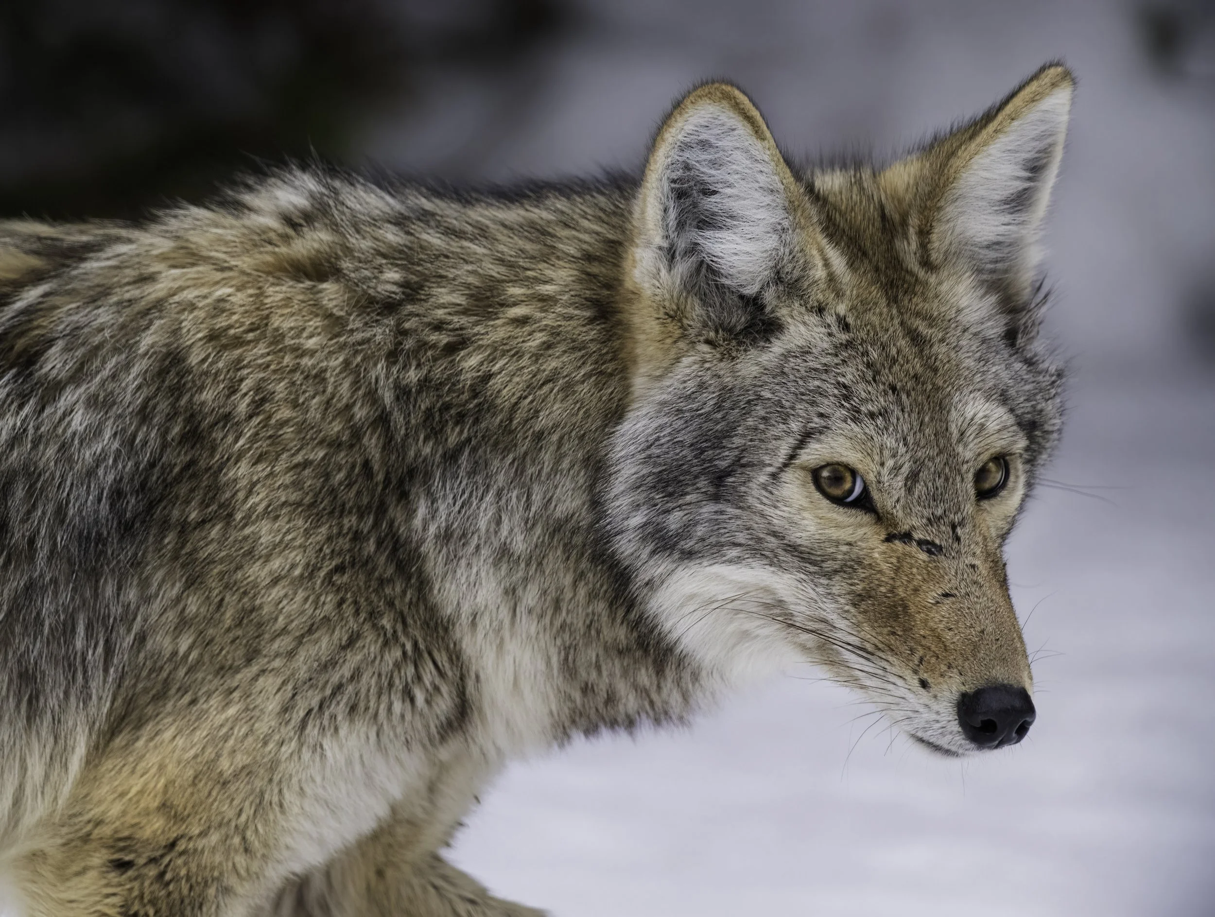 Close-up of a wolf with a snowy background, showing its face and fur.