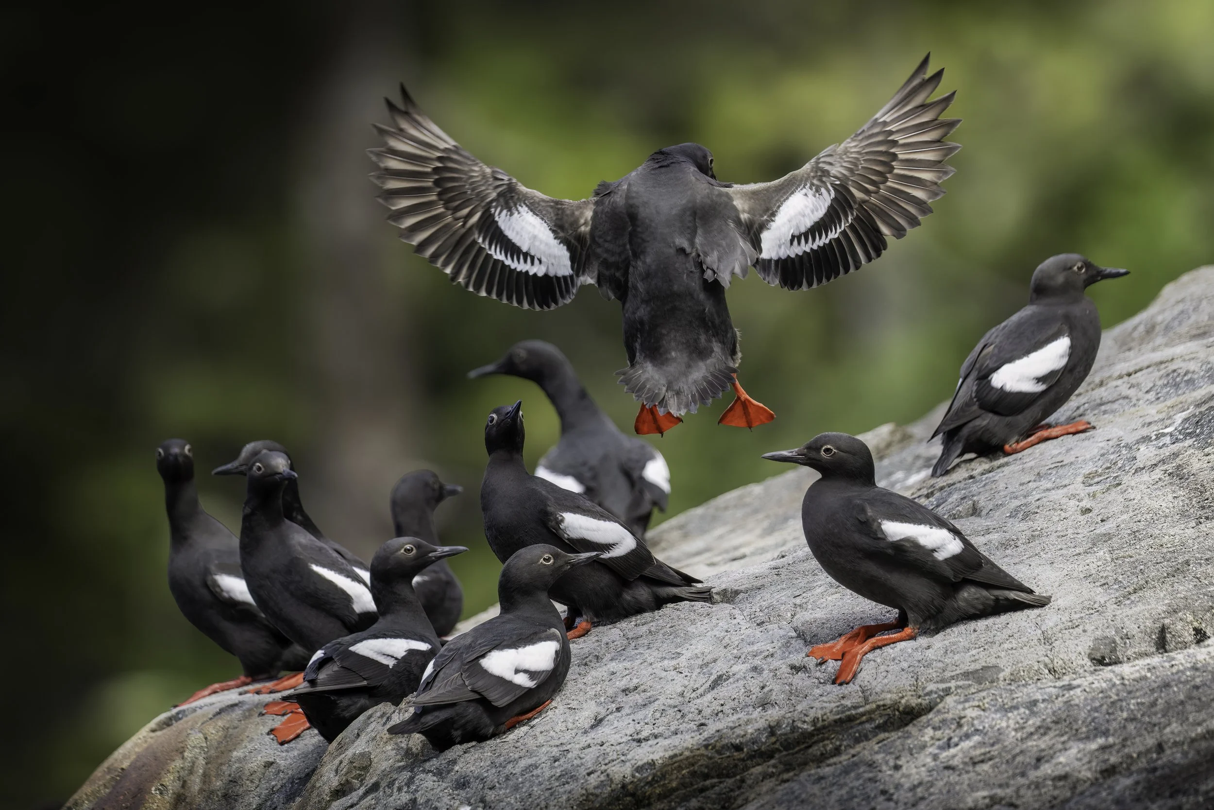 A group of ducks on a rocky surface, one in the center with wings spread open, surrounded by others with black and white feather patterns and orange feet, with a blurred green background.