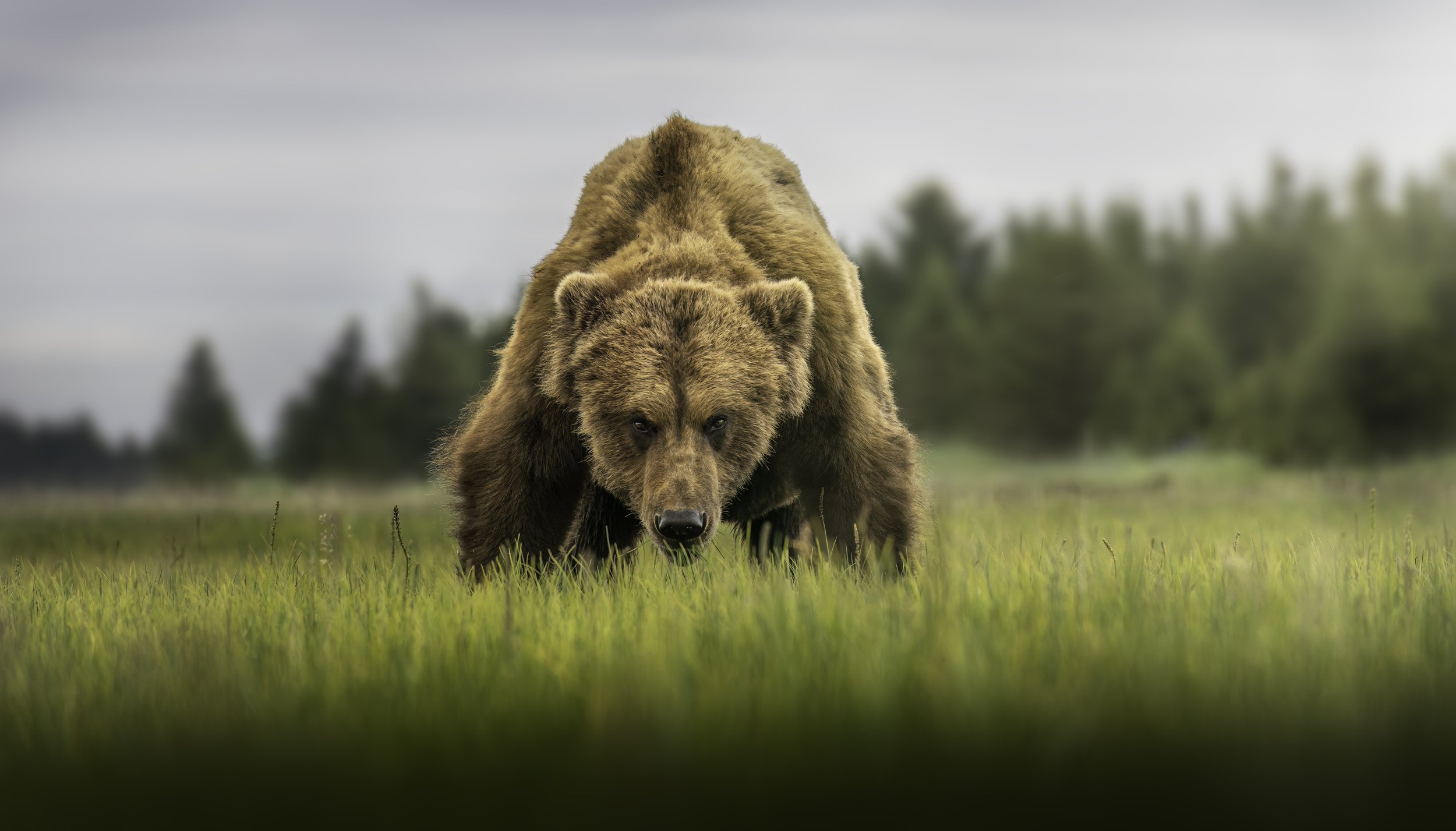 A bear walking through a grassy field with trees and a cloudy sky in the background.