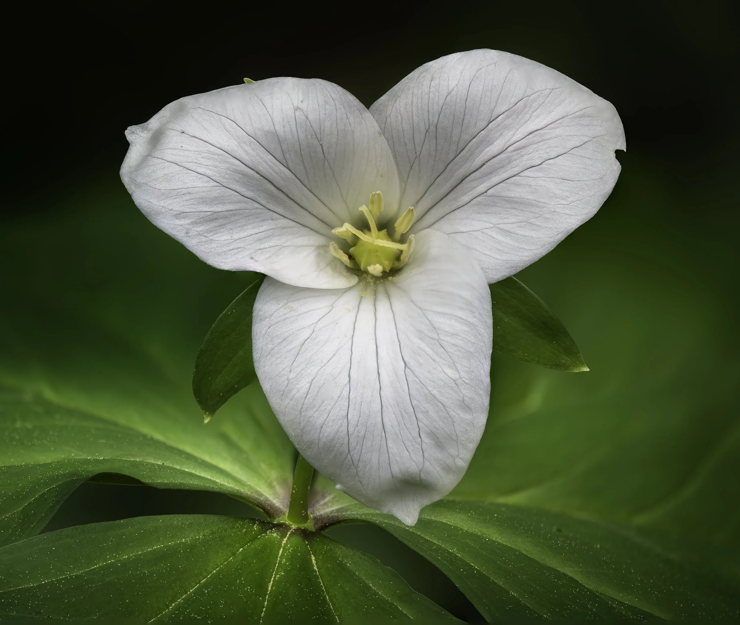 Close-up of a white flower with five petals and yellow stamens, surrounded by green leaves and a dark background.