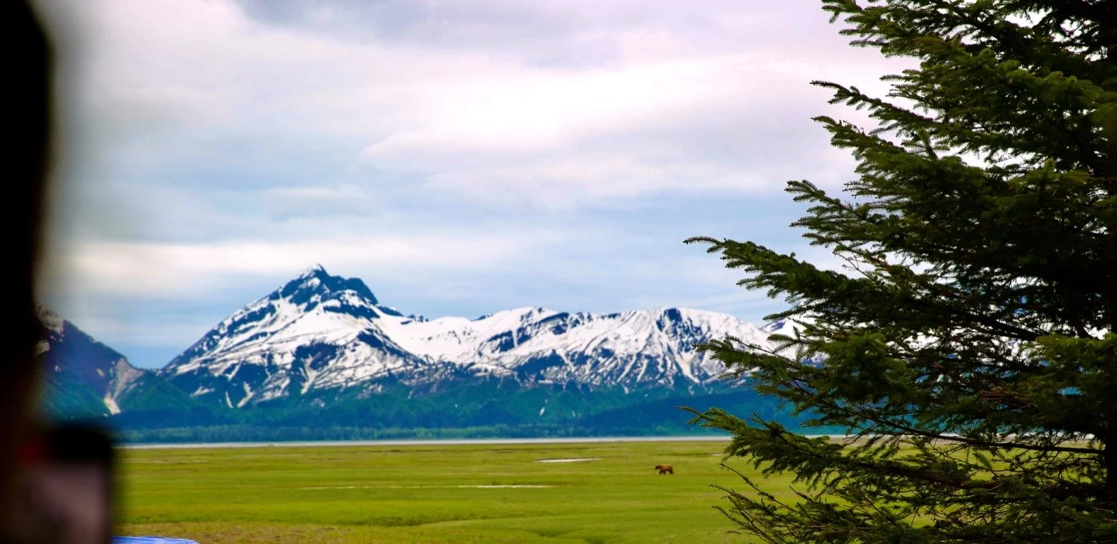 View of snow-capped mountains with green fields and a small animal, possibly a cow or horse, grazing in the distance, partially framed by tree branches in the foreground.