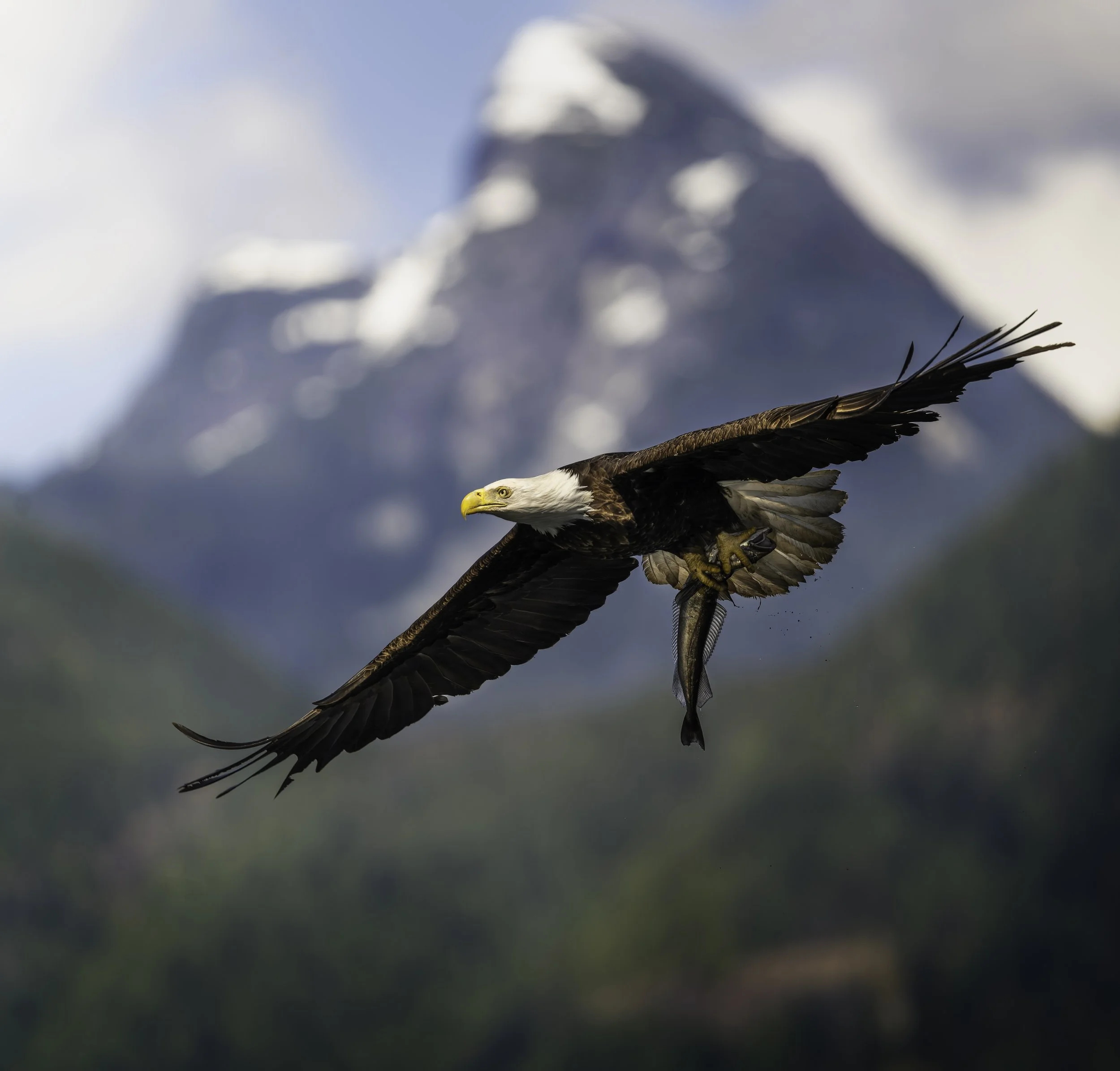 An eagle in flight with outstretched wings holds a fish in its talons, flying in front of a blurred mountain with snow-covered peaks and a cloudy sky.
