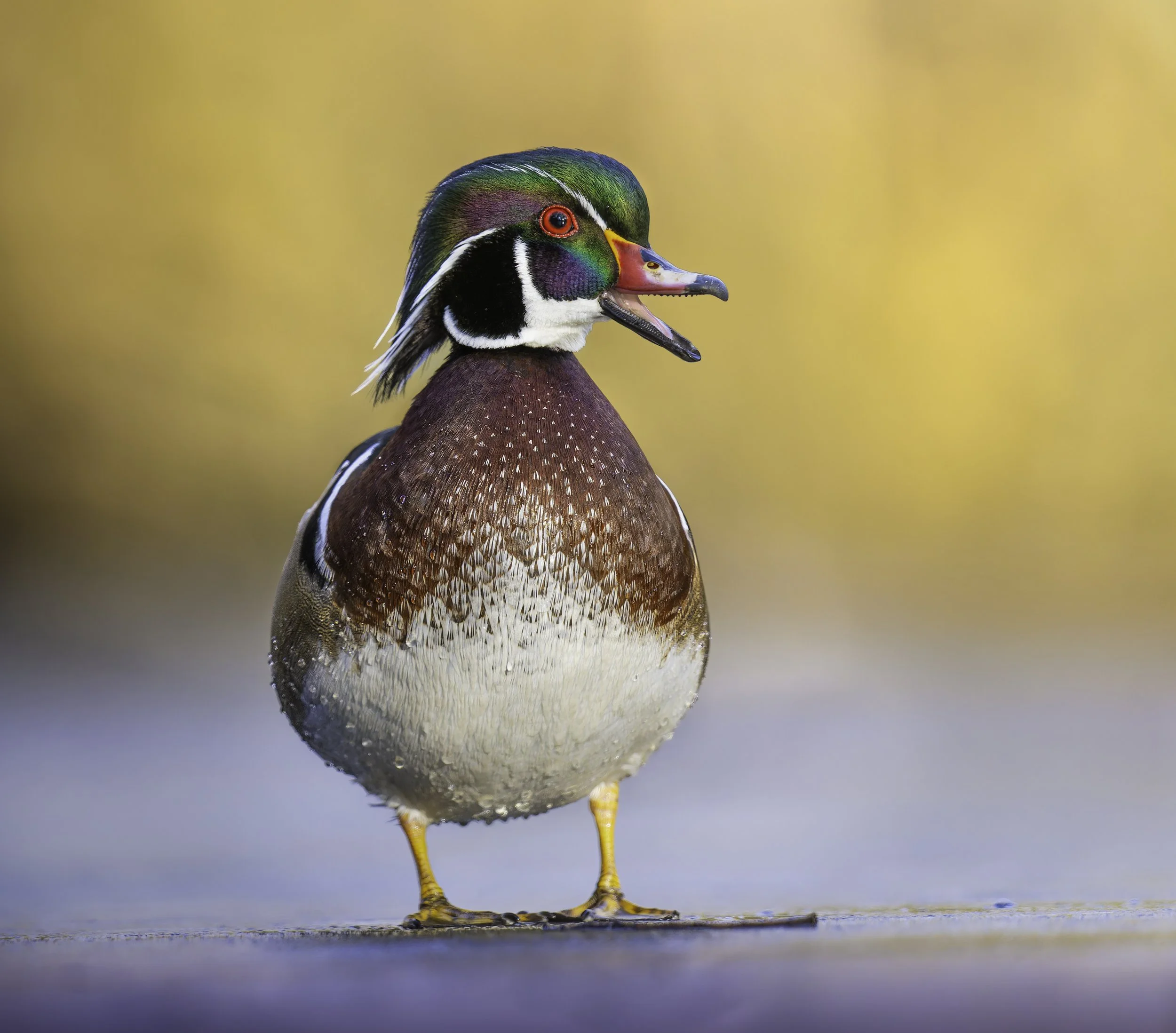 A colorful duck standing on a wet surface with a blurred yellow background.