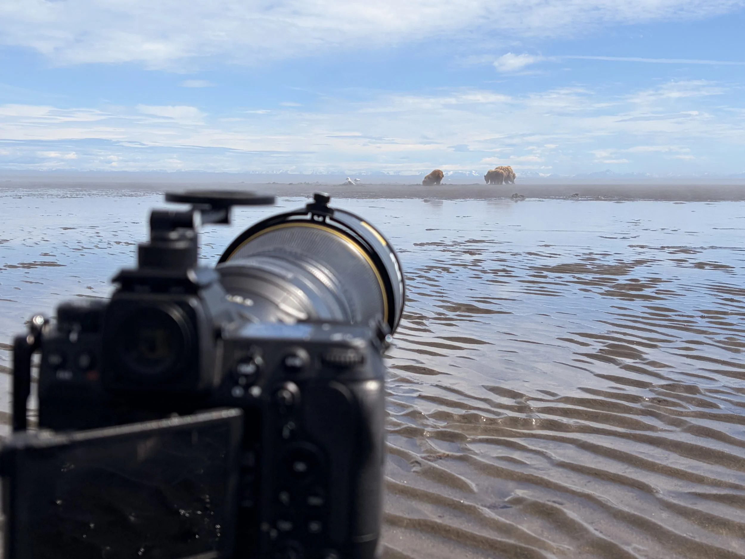 A camera in the foreground aimed at a landscape with water and bison in the distance, under a partly cloudy sky.