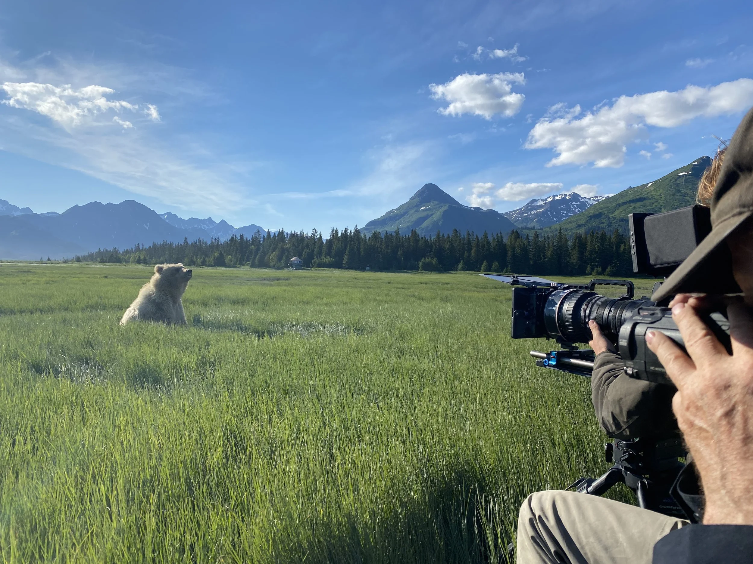 A person holding a camera and filming a dog sitting in a green field with mountains and trees in the background under a partly cloudy sky.
