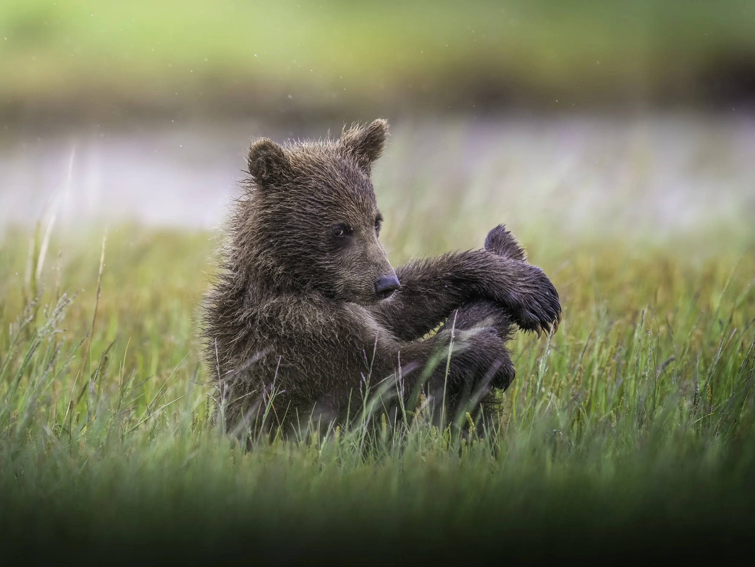 Young bear cub sitting in tall grass with blurred green and brown background.