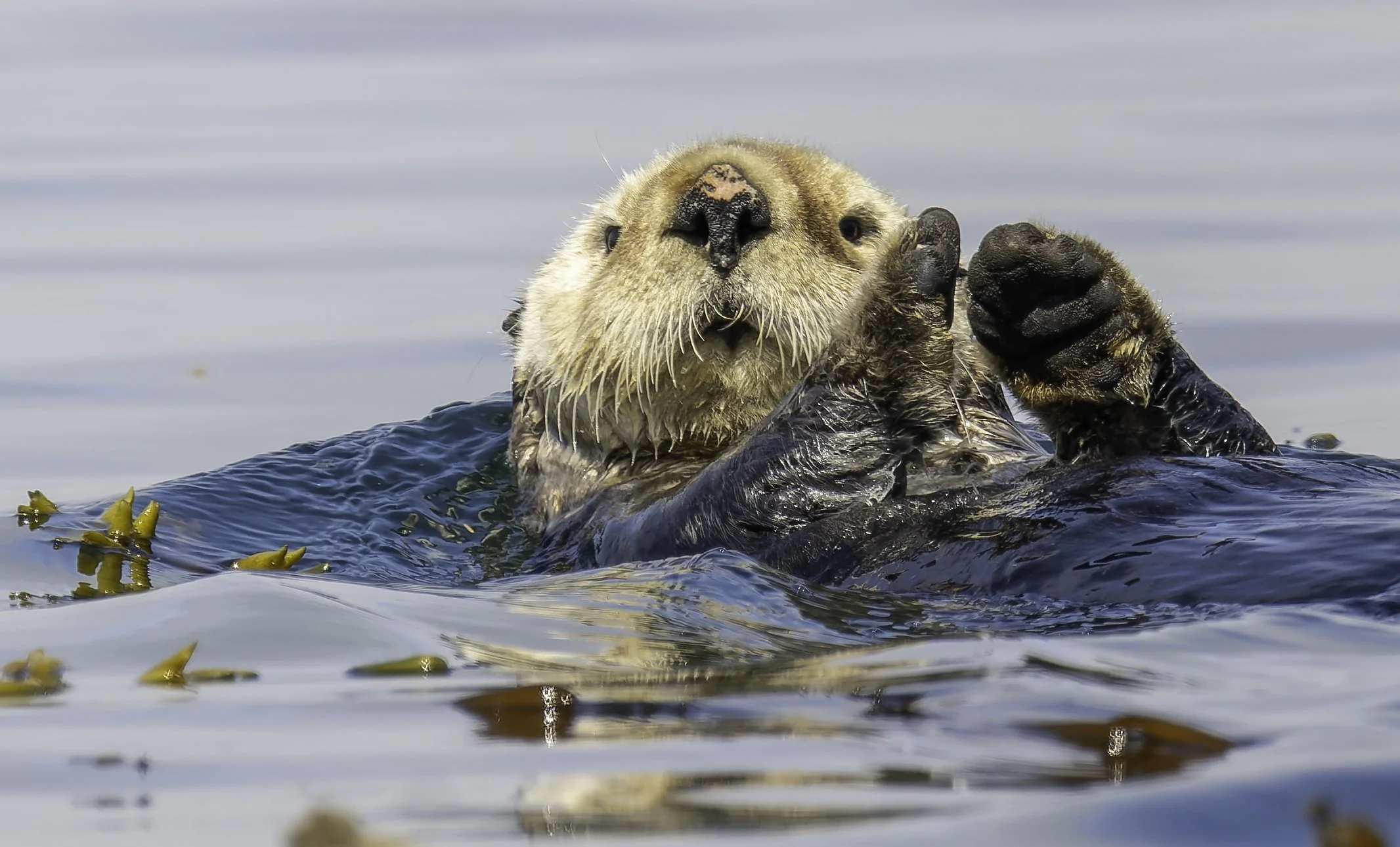 A sea otter floating on its back in water, holding a piece of seaweed in its paw and looking at the camera.