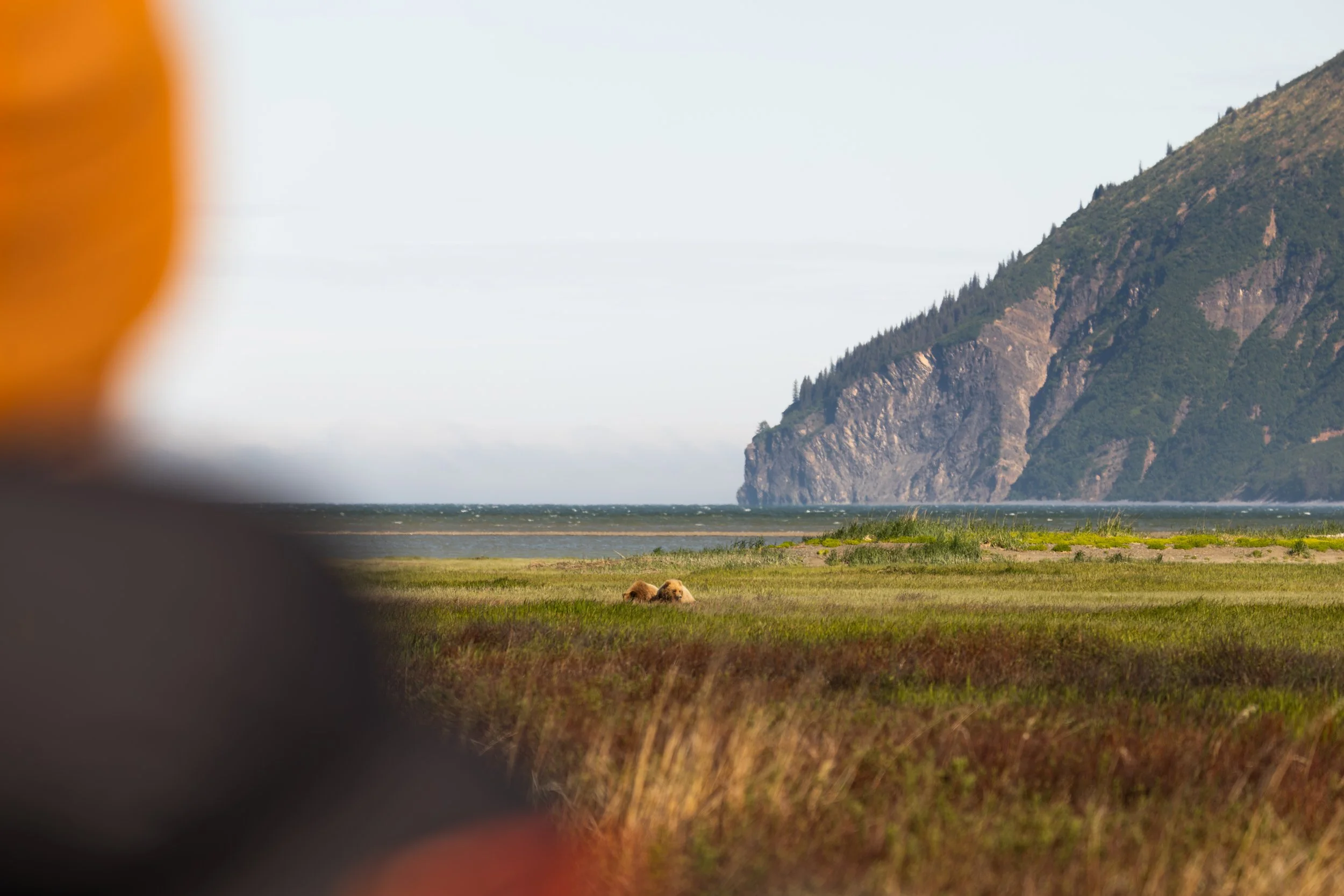 Out-of-focus foreground with a view of a grassy plain, a pair of animals lying down, a large mountain with trees, and a partly cloudy sky in the background.