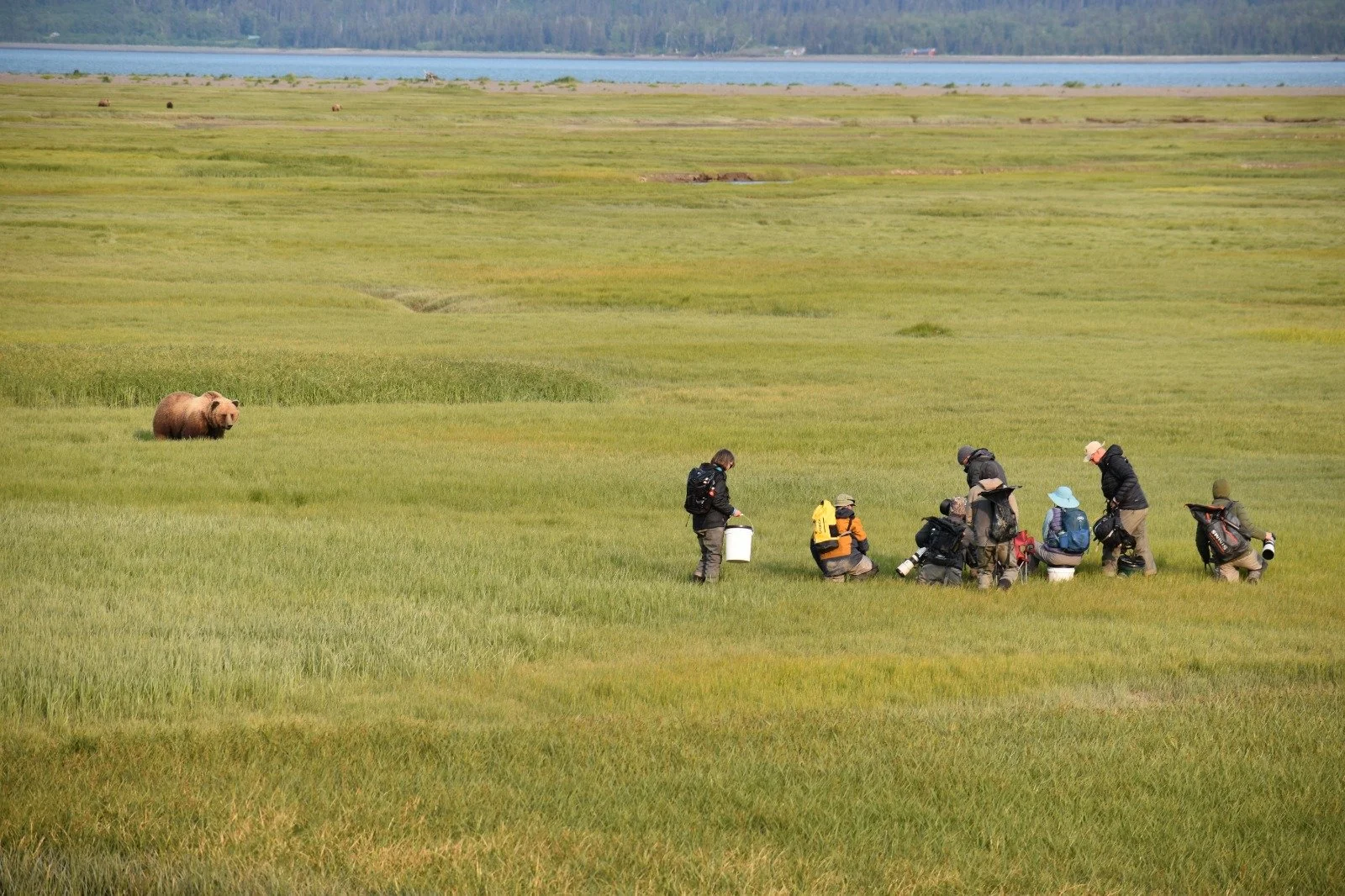 A group of people with cameras and backpacks observing a bear in a green field near a lake.