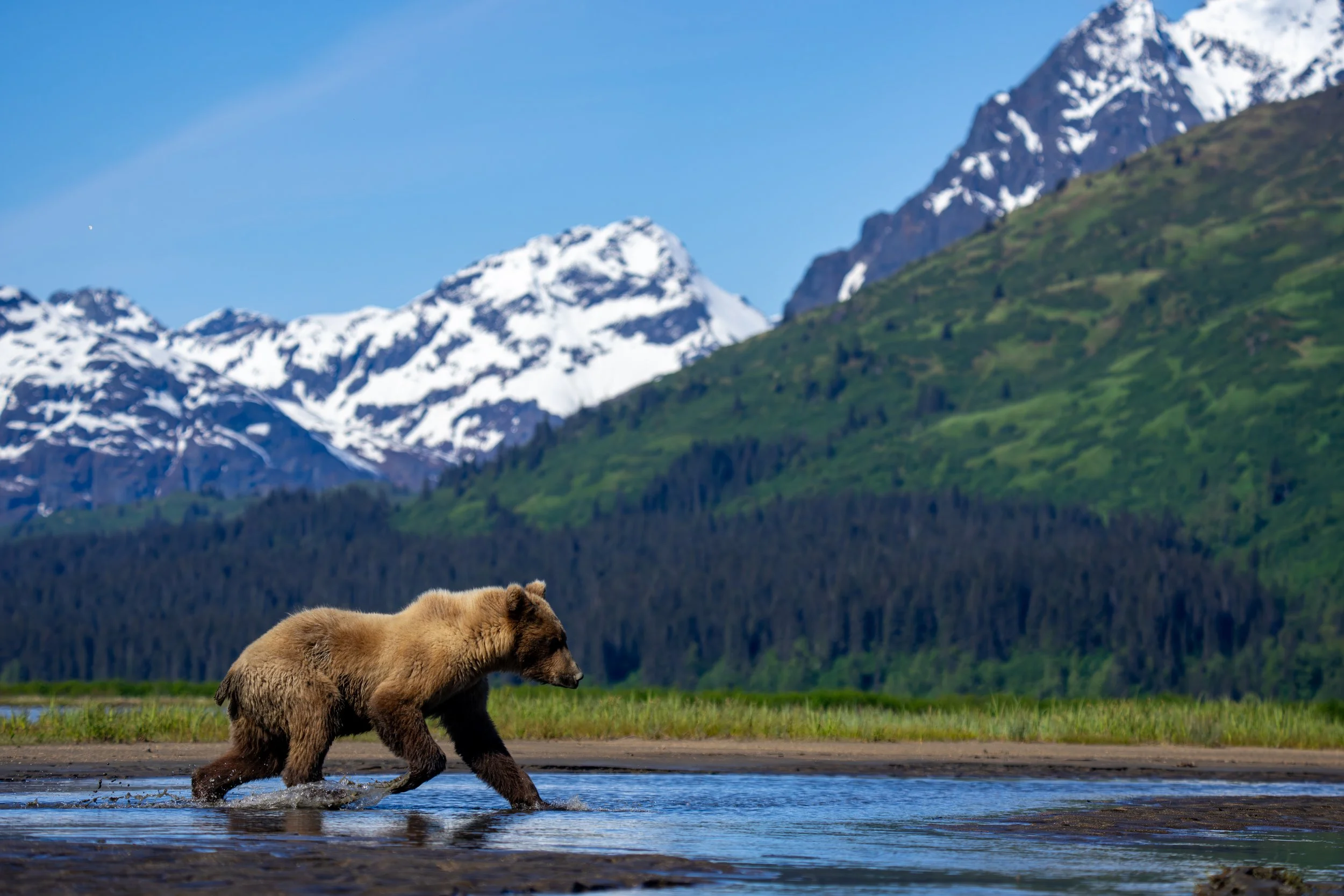 A brown bear walking through shallow water with snow-capped mountains and green hills in the background.