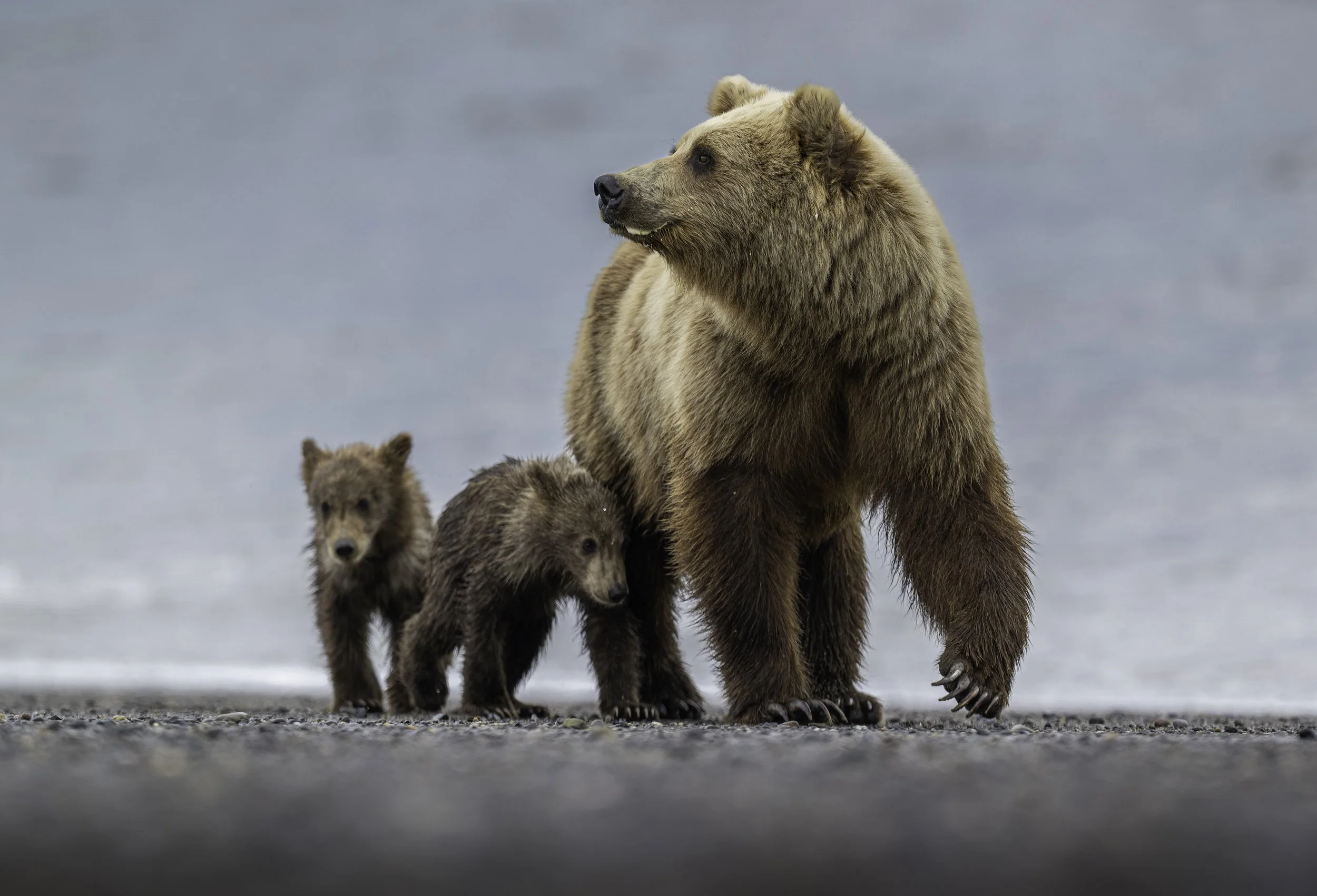 A bear with three cubs standing on a gravelly surface near water, with a cloudy sky in the background.
