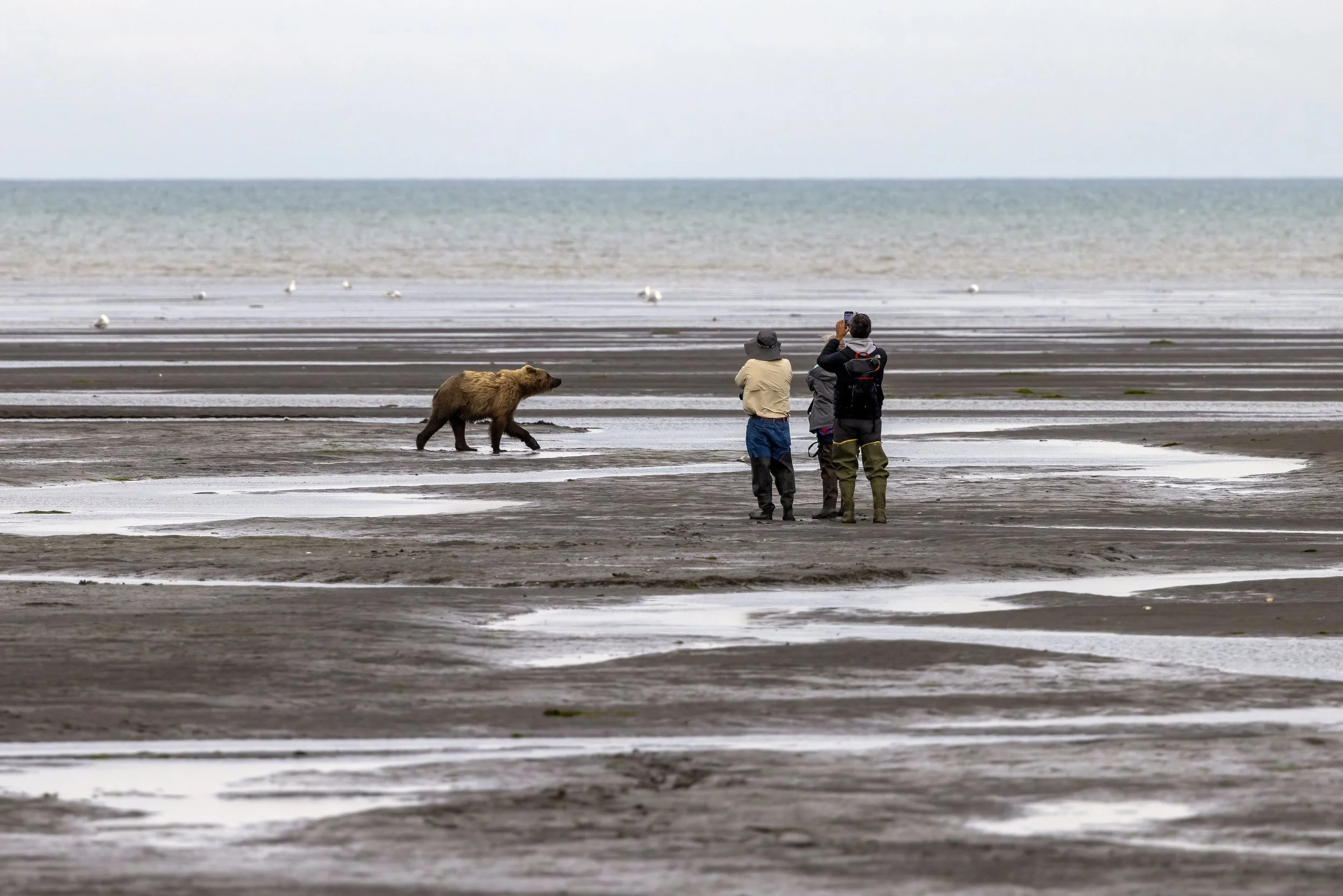Three people in outdoor gear and a bear walking on a muddy, coastal shoreline with seagulls in the background and the ocean beyond.