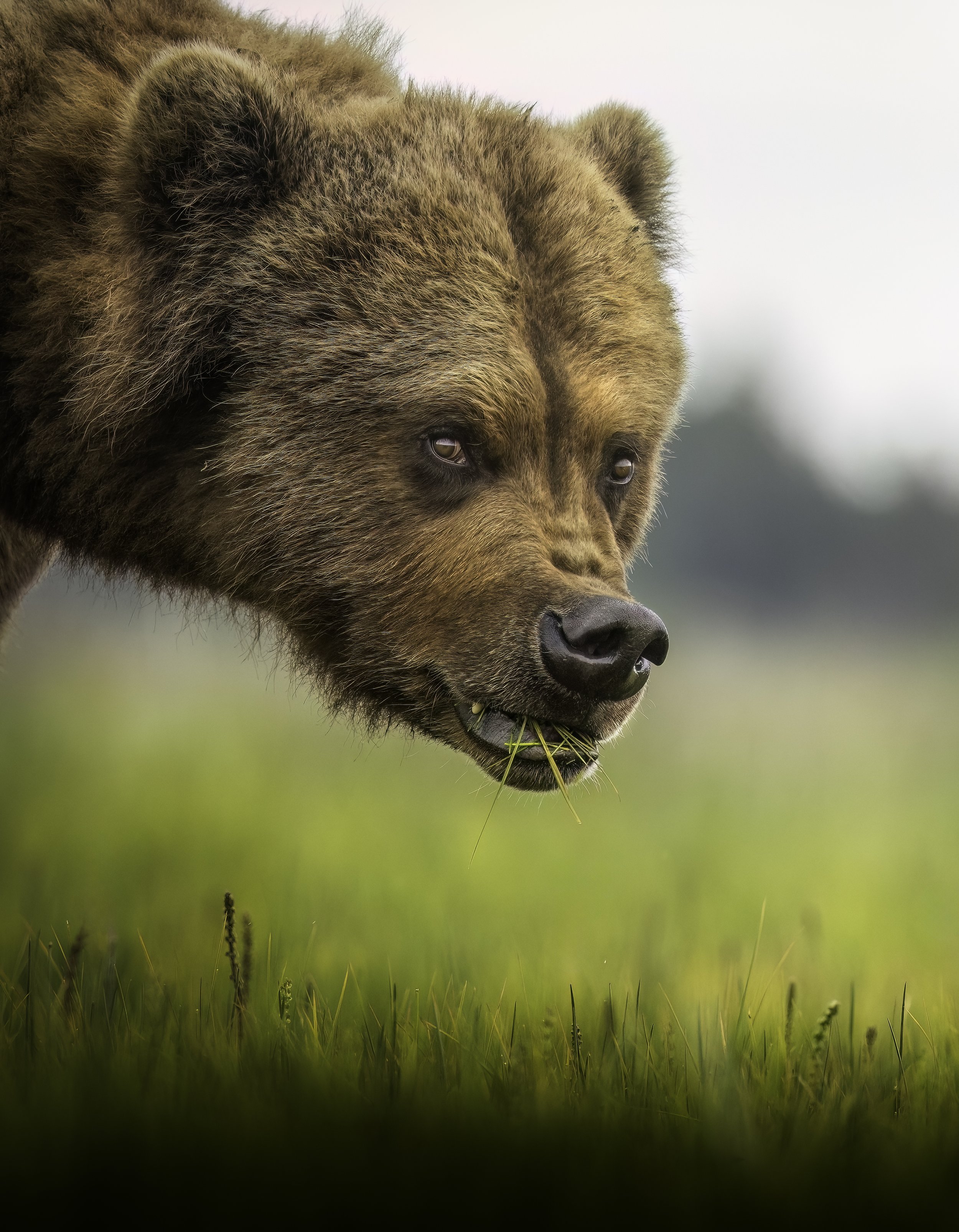 Close-up of a brown bear in a grassy field, chewing on grass.