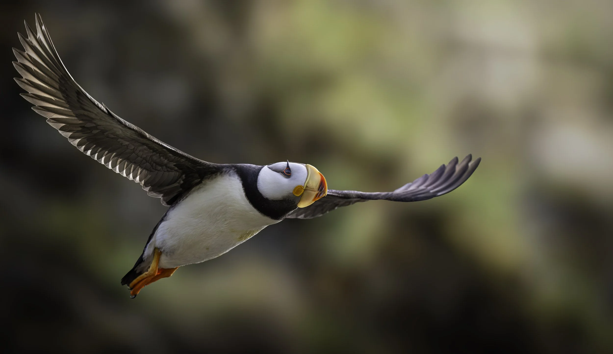 A puffin in flight with wings spread wide against a blurred natural background.