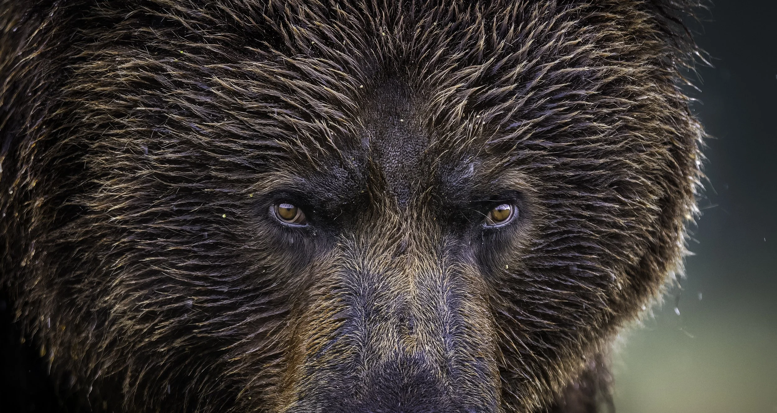 Close-up of a bear's face, focusing on its eyes and dense brown fur.