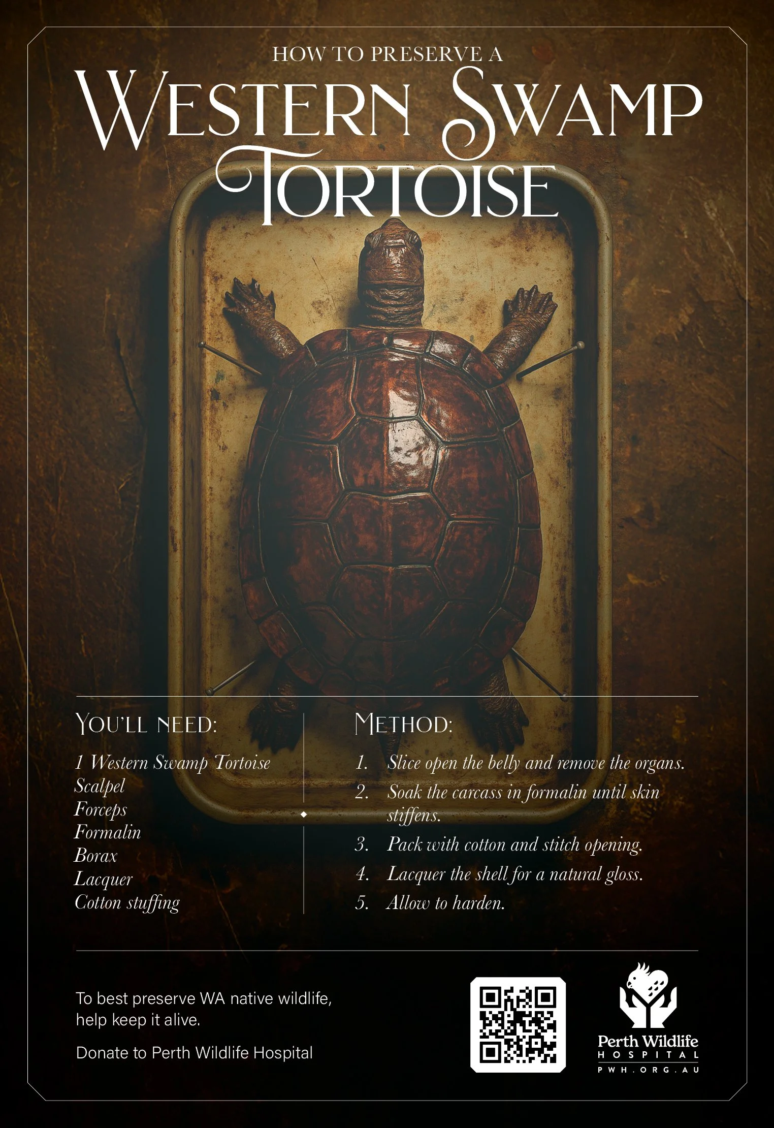 An infographic showing how to preserve a Western swamp tortoise. The image features a tortoise laying on its back in a metal tray with a list of supplies on the left and step-by-step method instructions on the right, with a QR code and Pittsburgh Wil