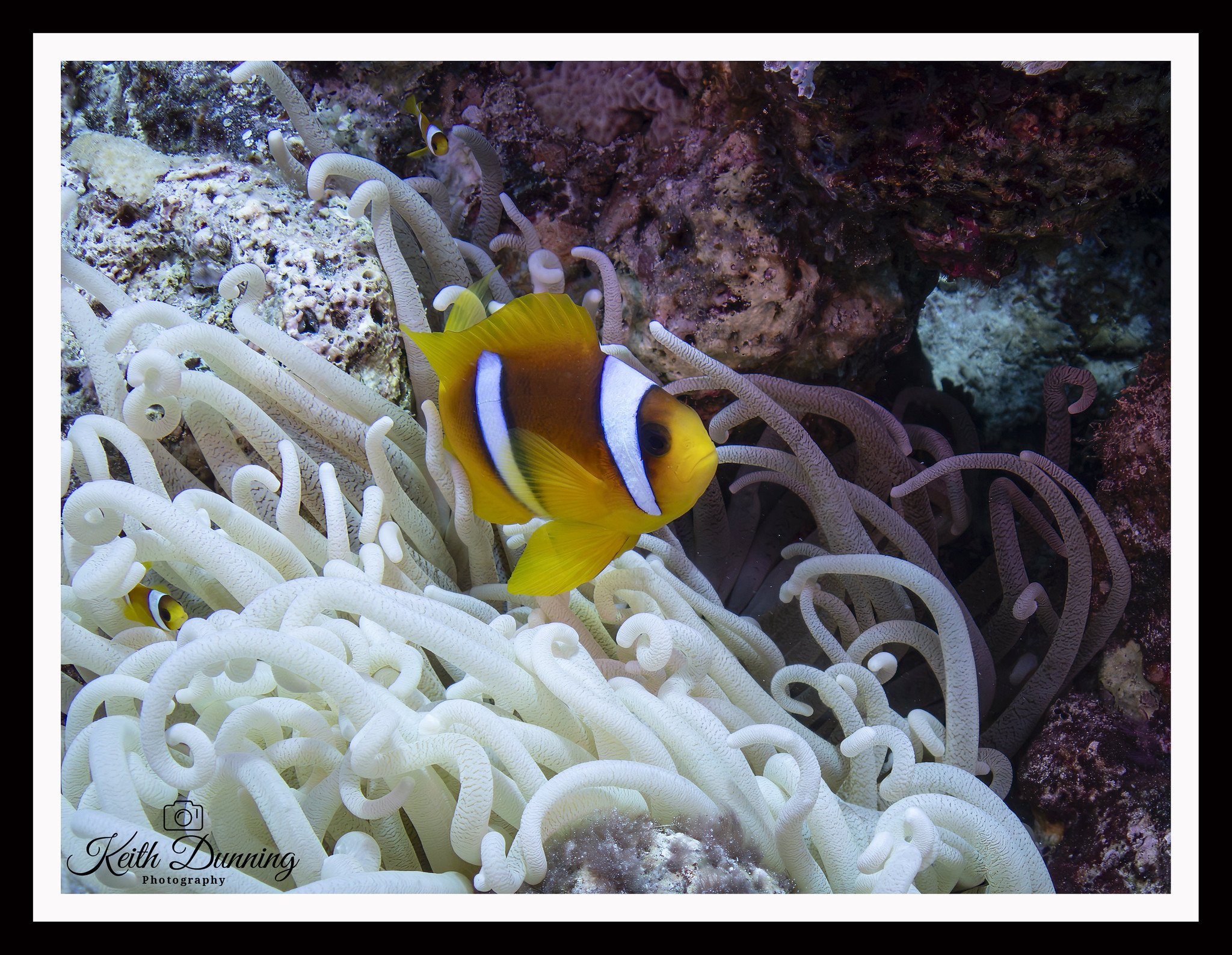P8021339 - Red Sea Clownfish