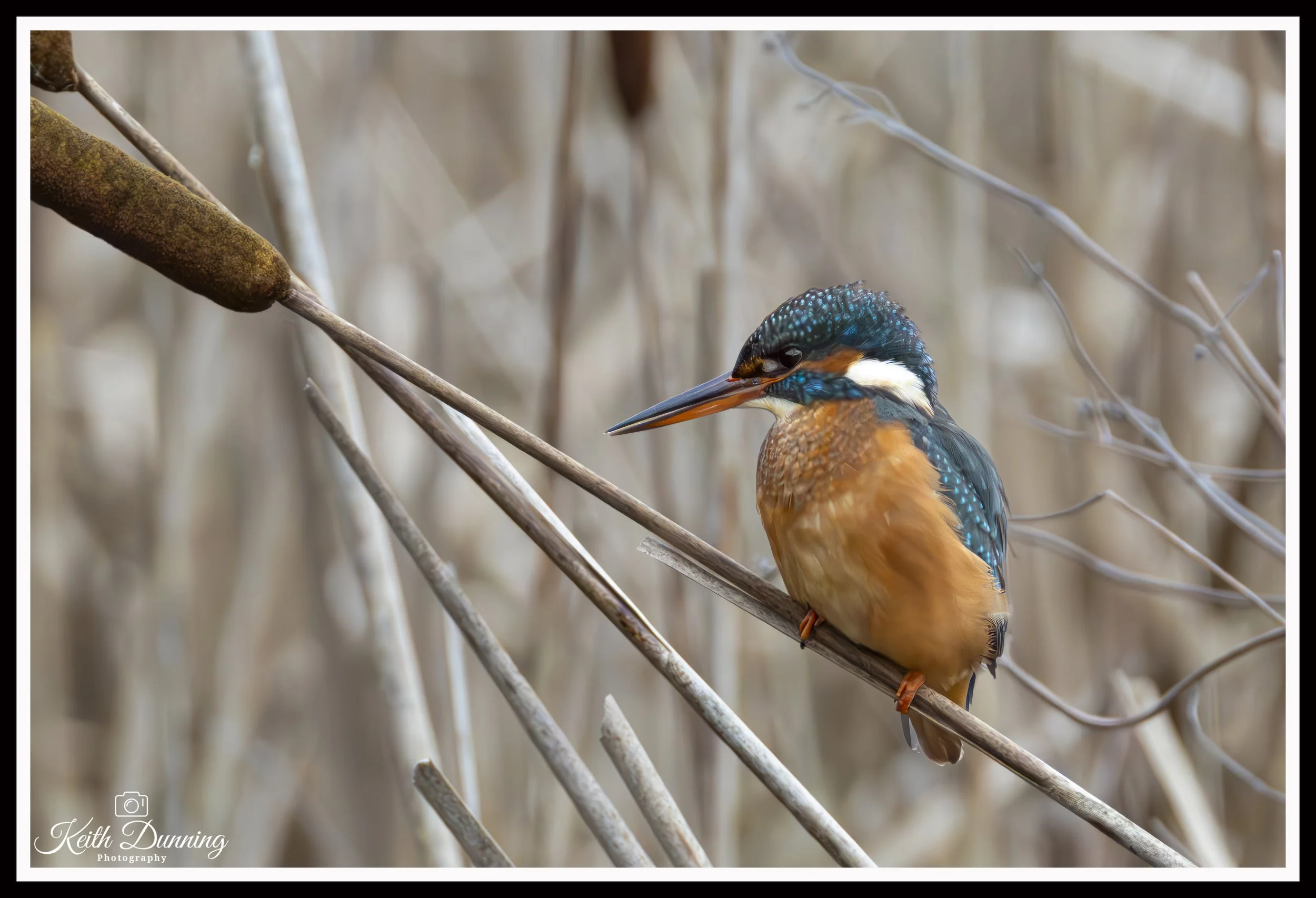 _T7A0610 - Female Kingfisher
