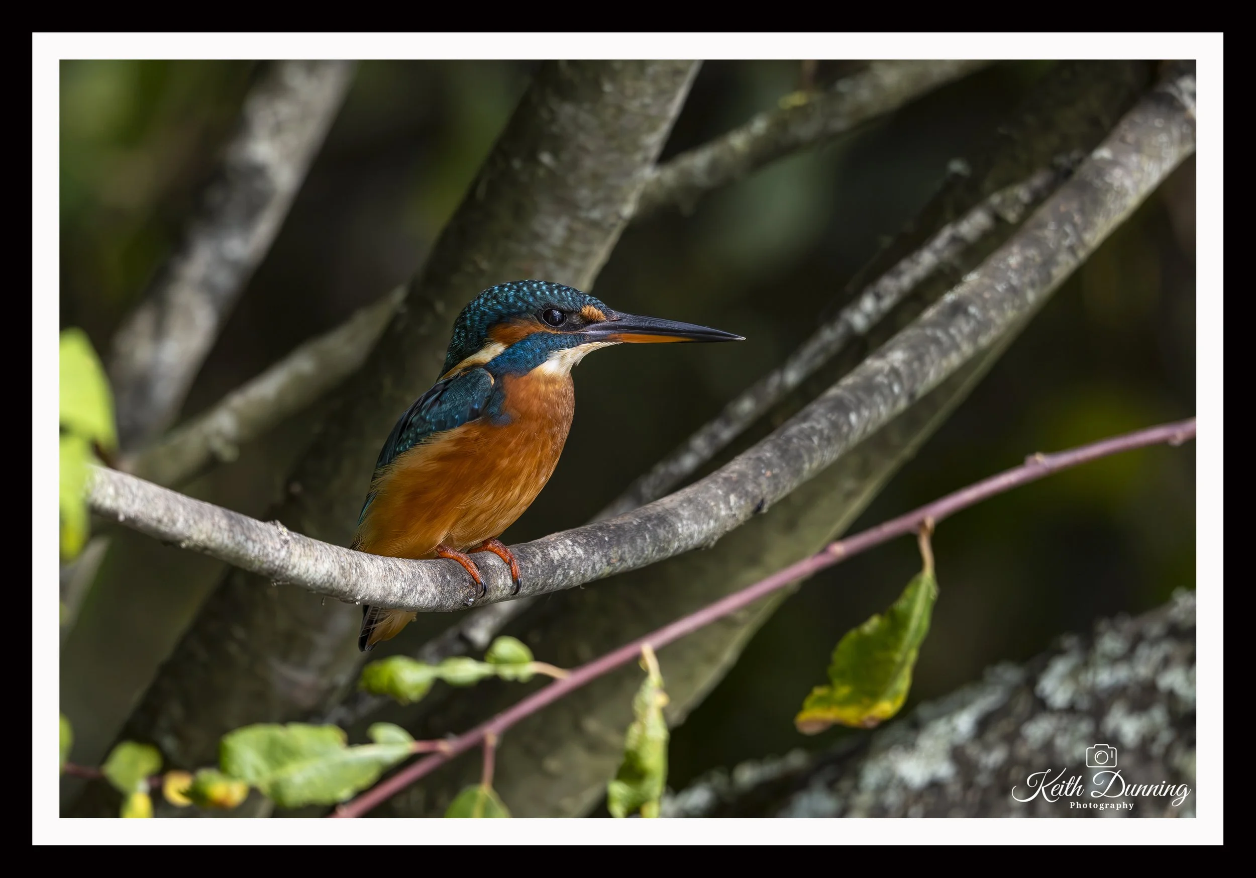 _T7A2968-2 - Female Kingfisher
