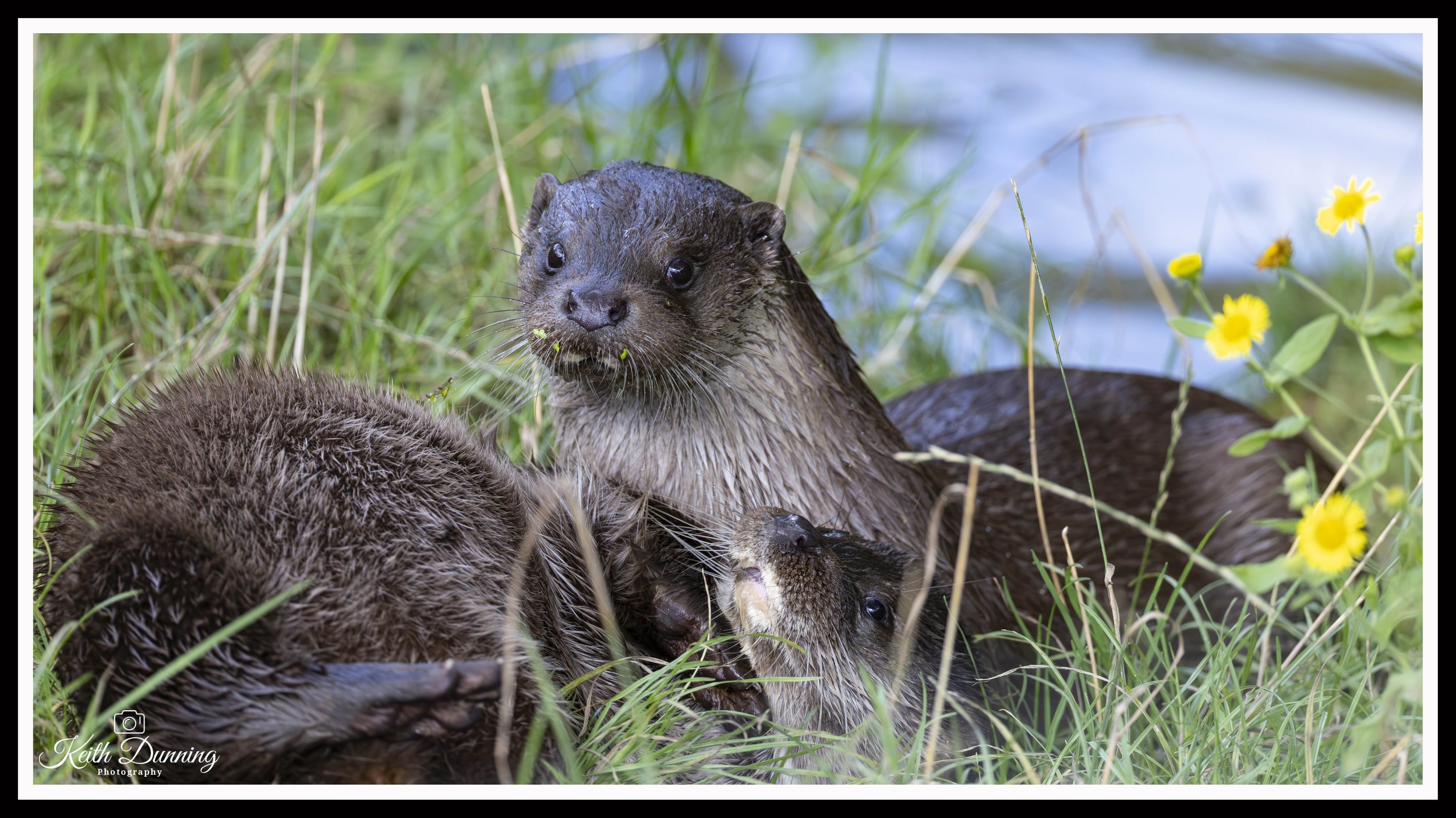 _T7A8131 - Otters