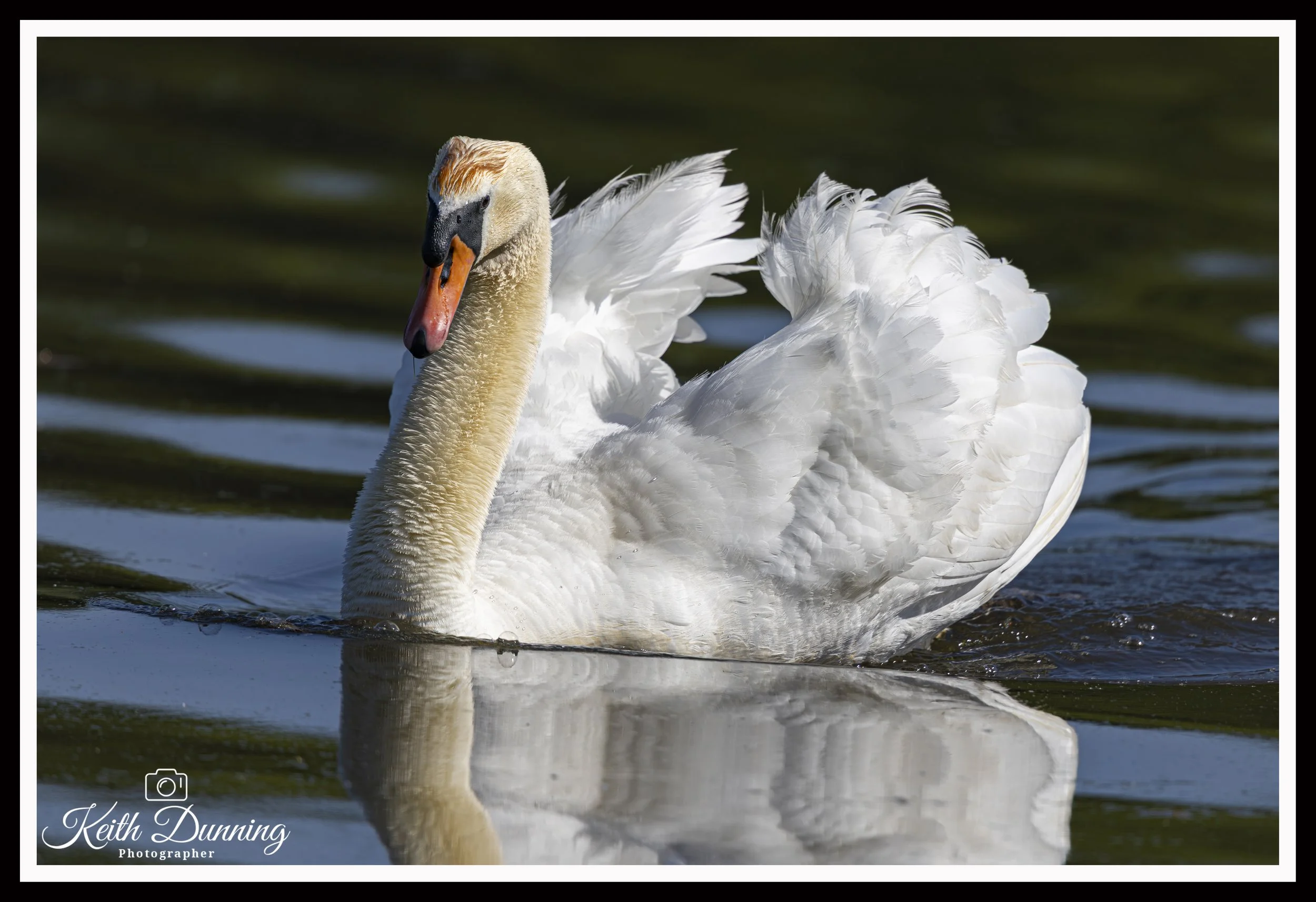 _T7A4368 - Mute Swan