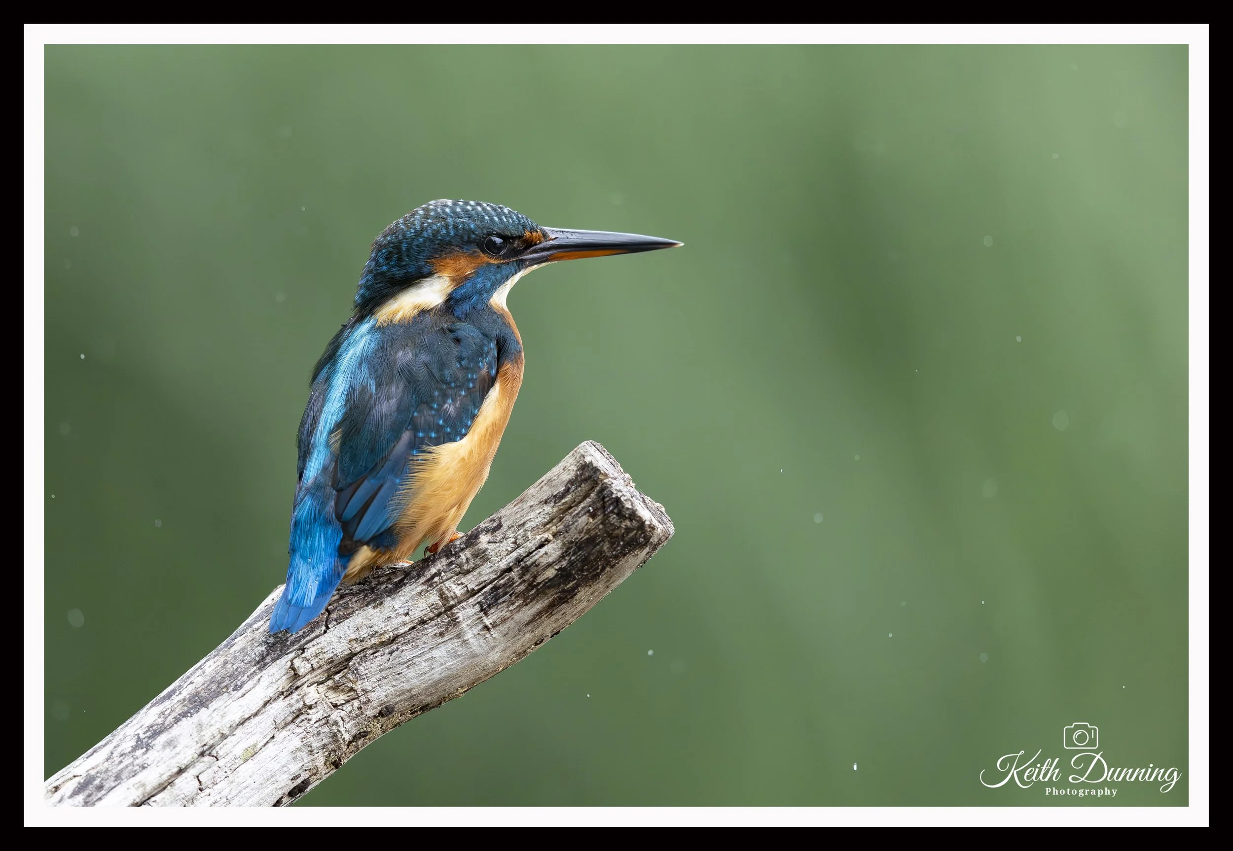 _T7A0732 - Female Kingfisher