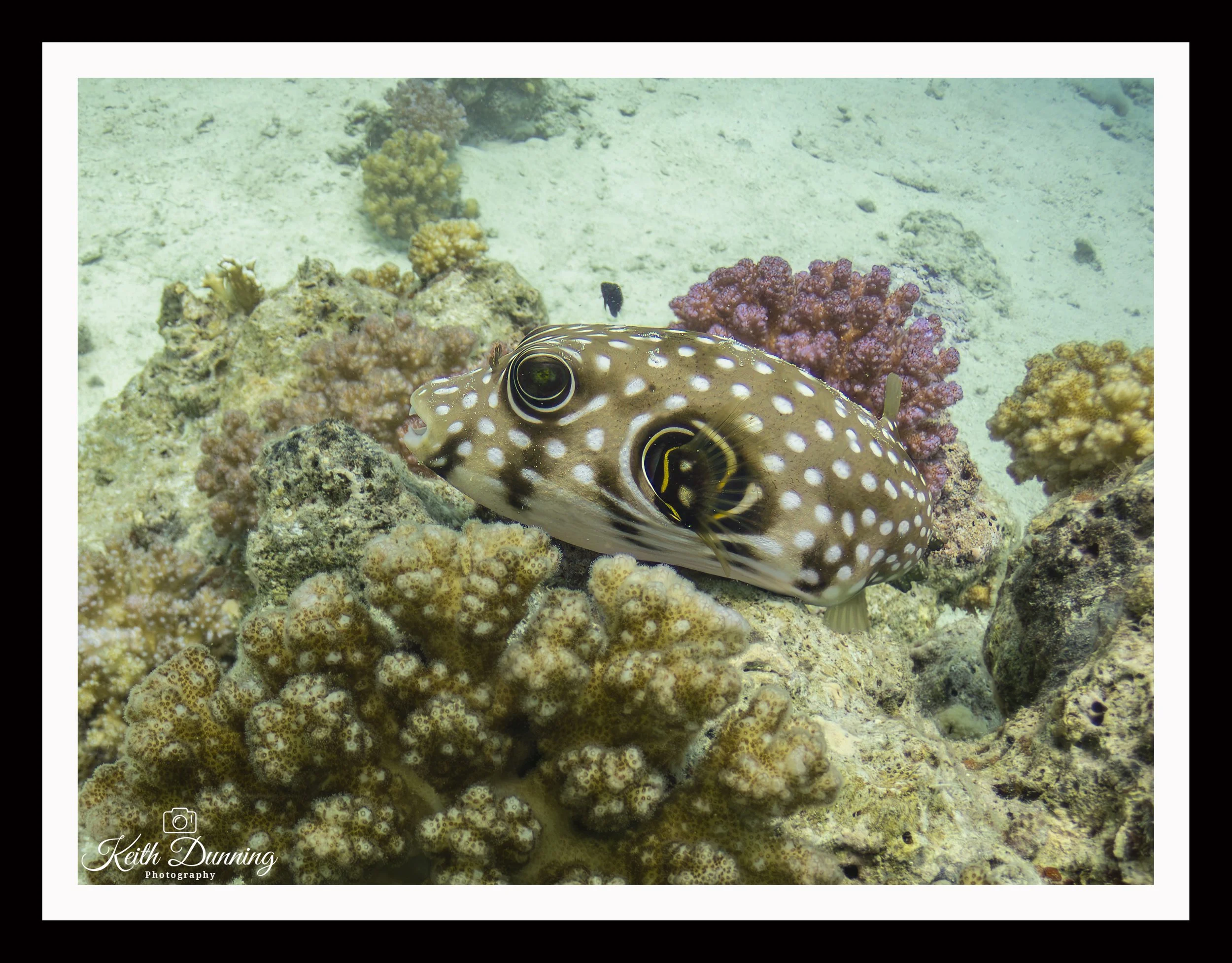 P8041513 - Whitespotted Puffer