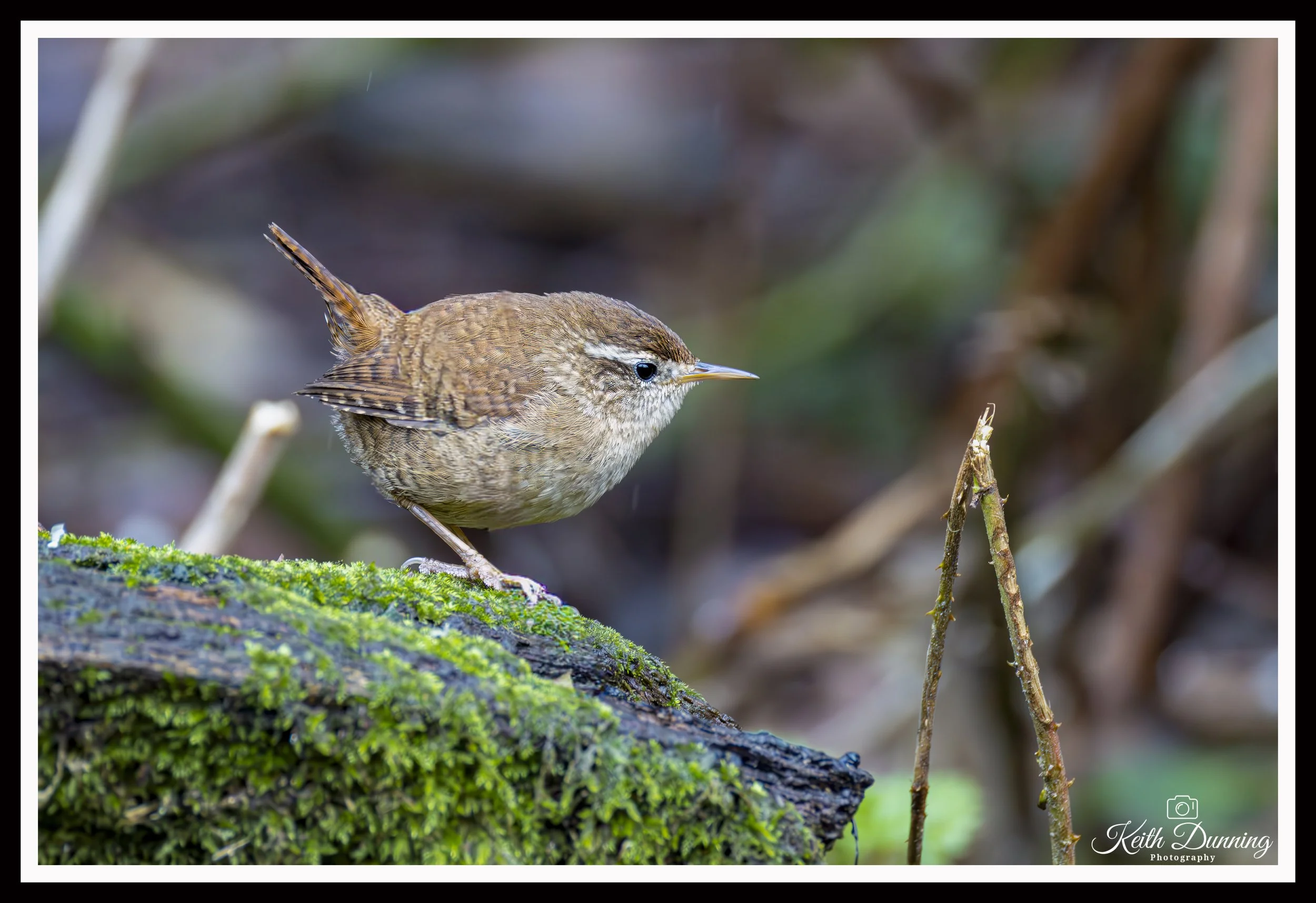 _T7A1910 - Wren