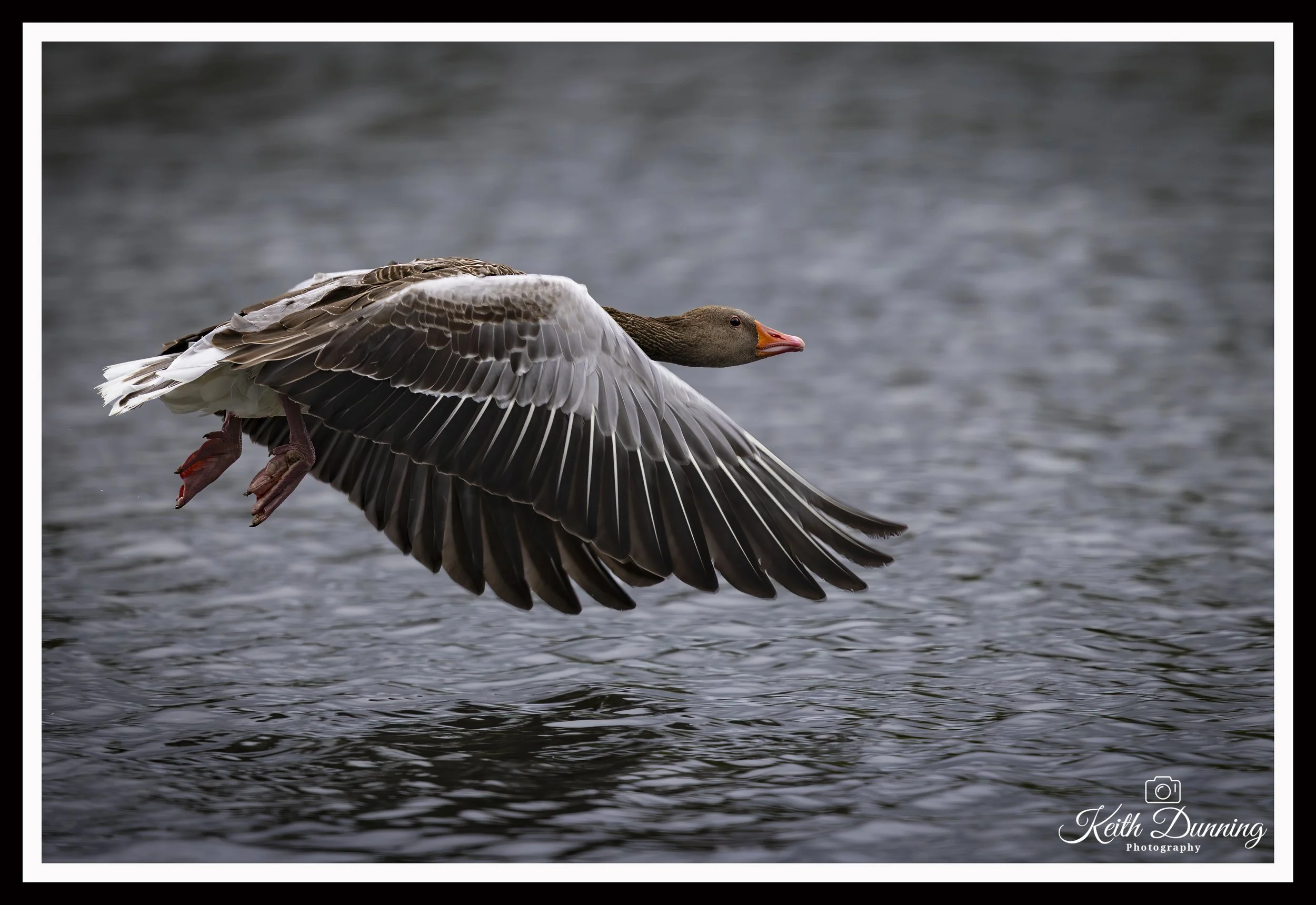_T7A5992 - Greylag Goose