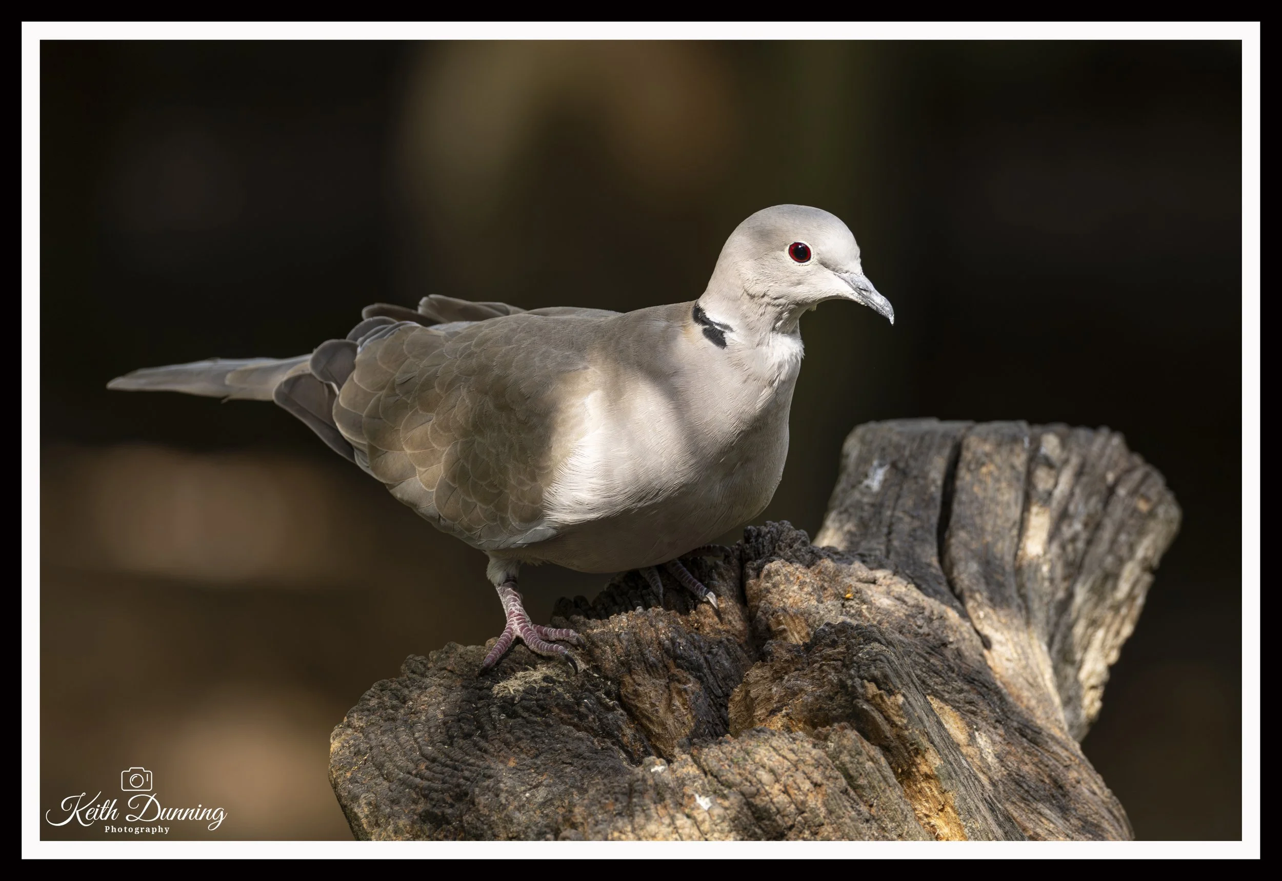 _T7A6650 - Collared Dove
