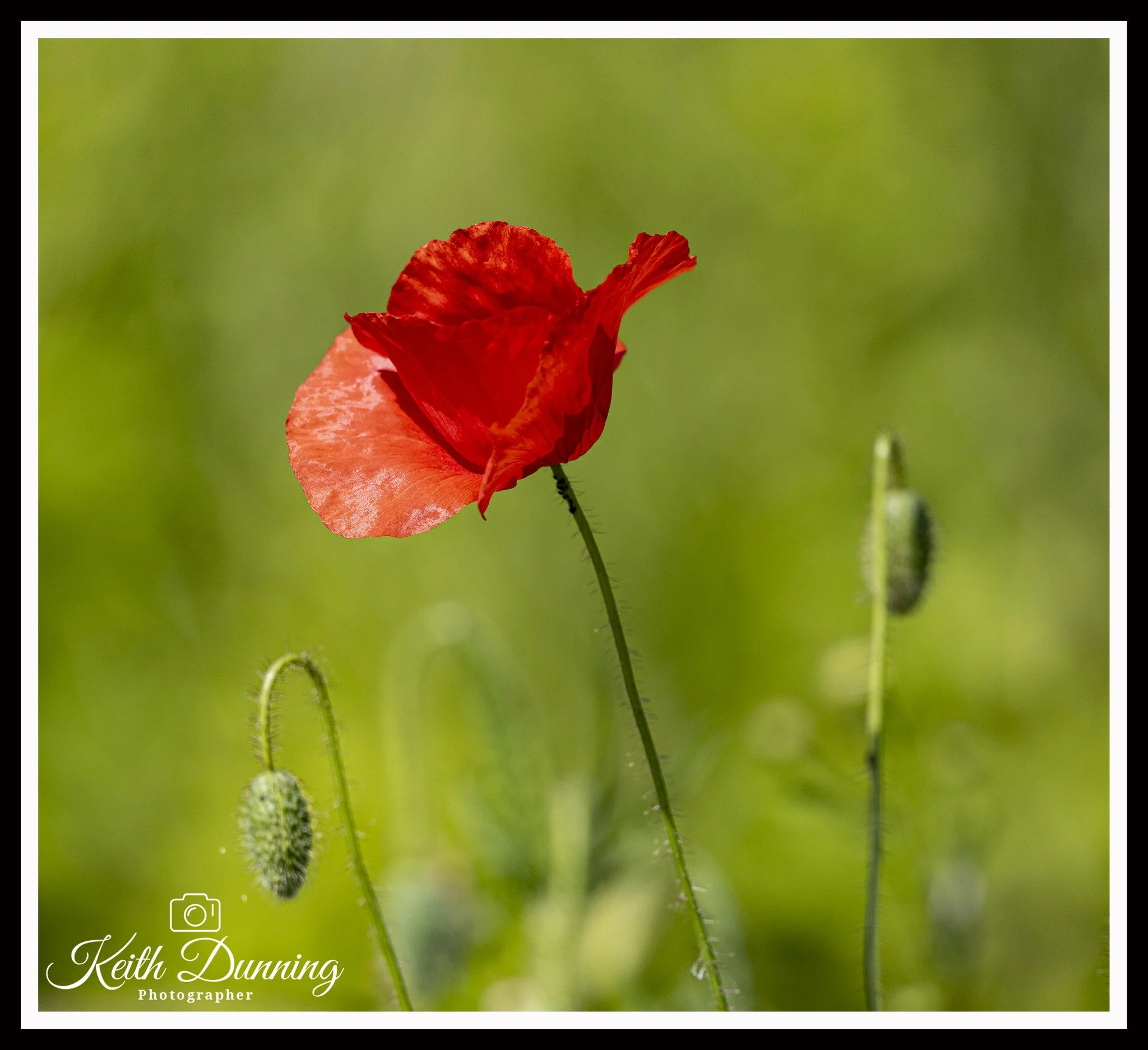 _T7A4409 - Poppy