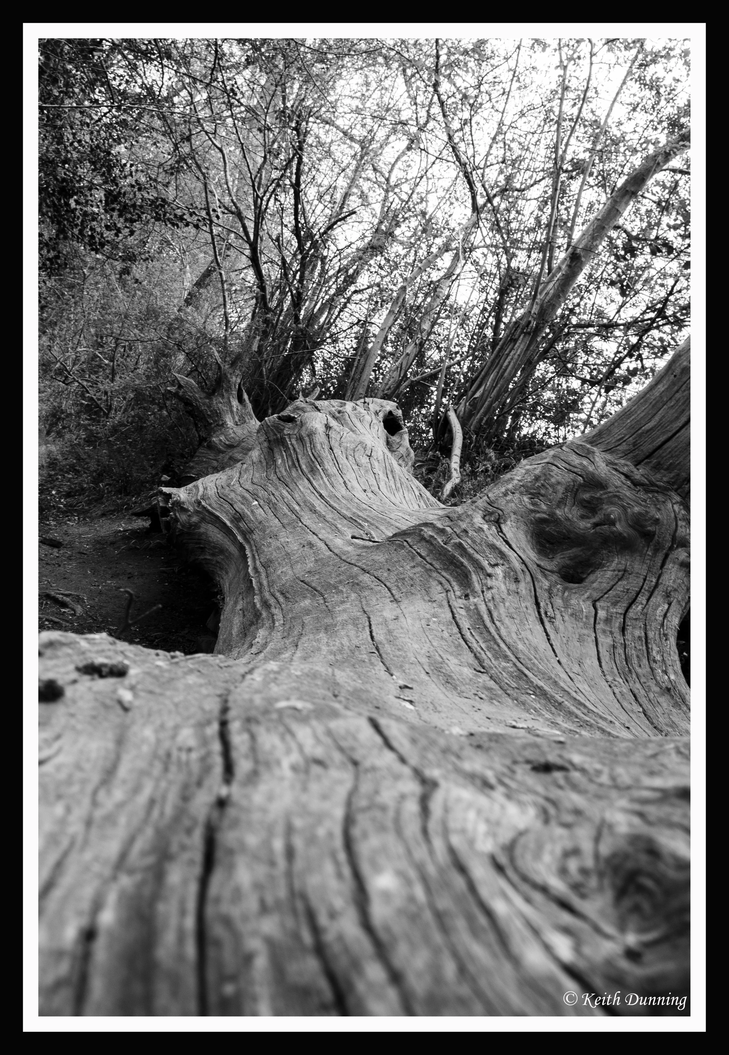 Fallen tree trunk 