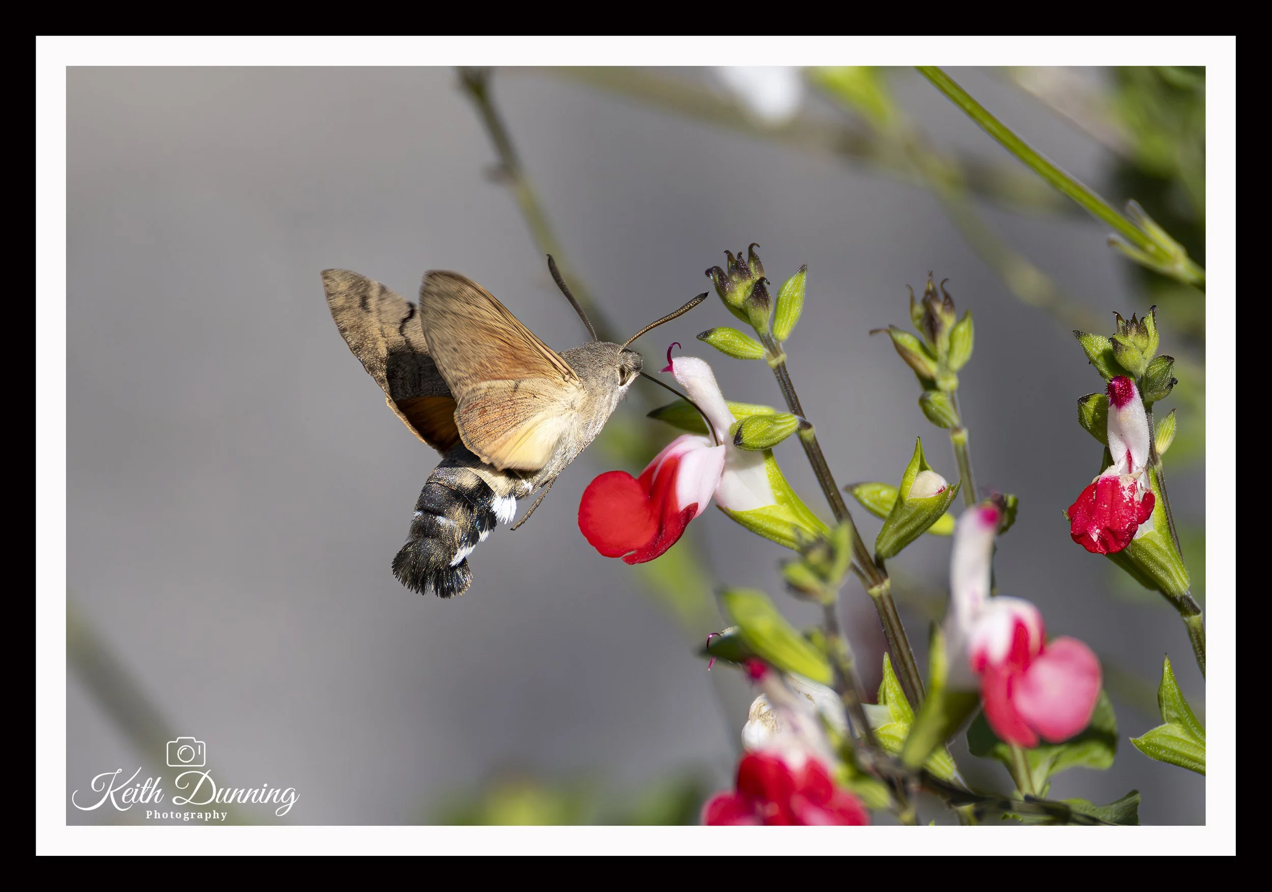 _T7A5472 - Hummingbird Hawk-Moth