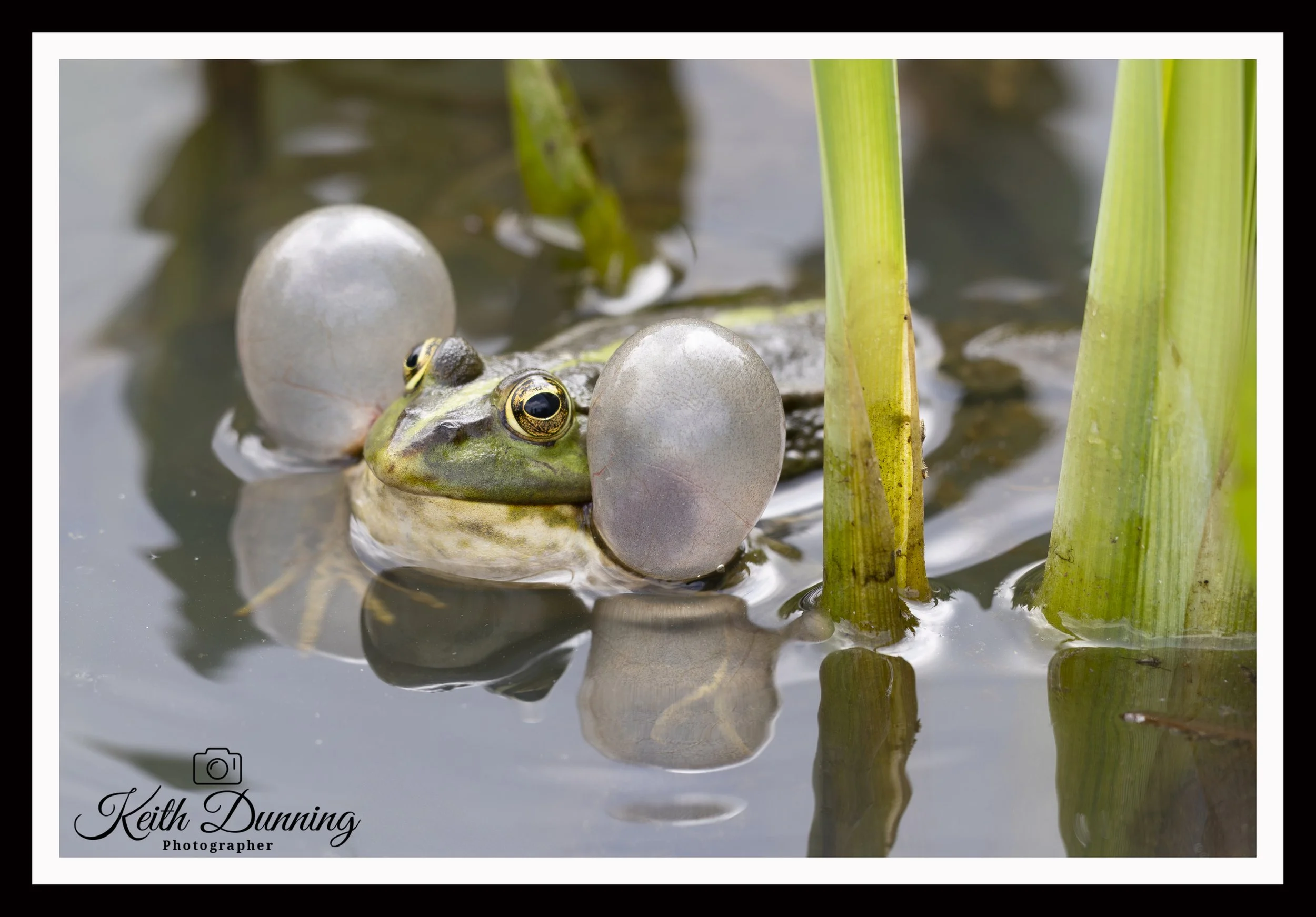 _T7A3868 - Marsh Frog