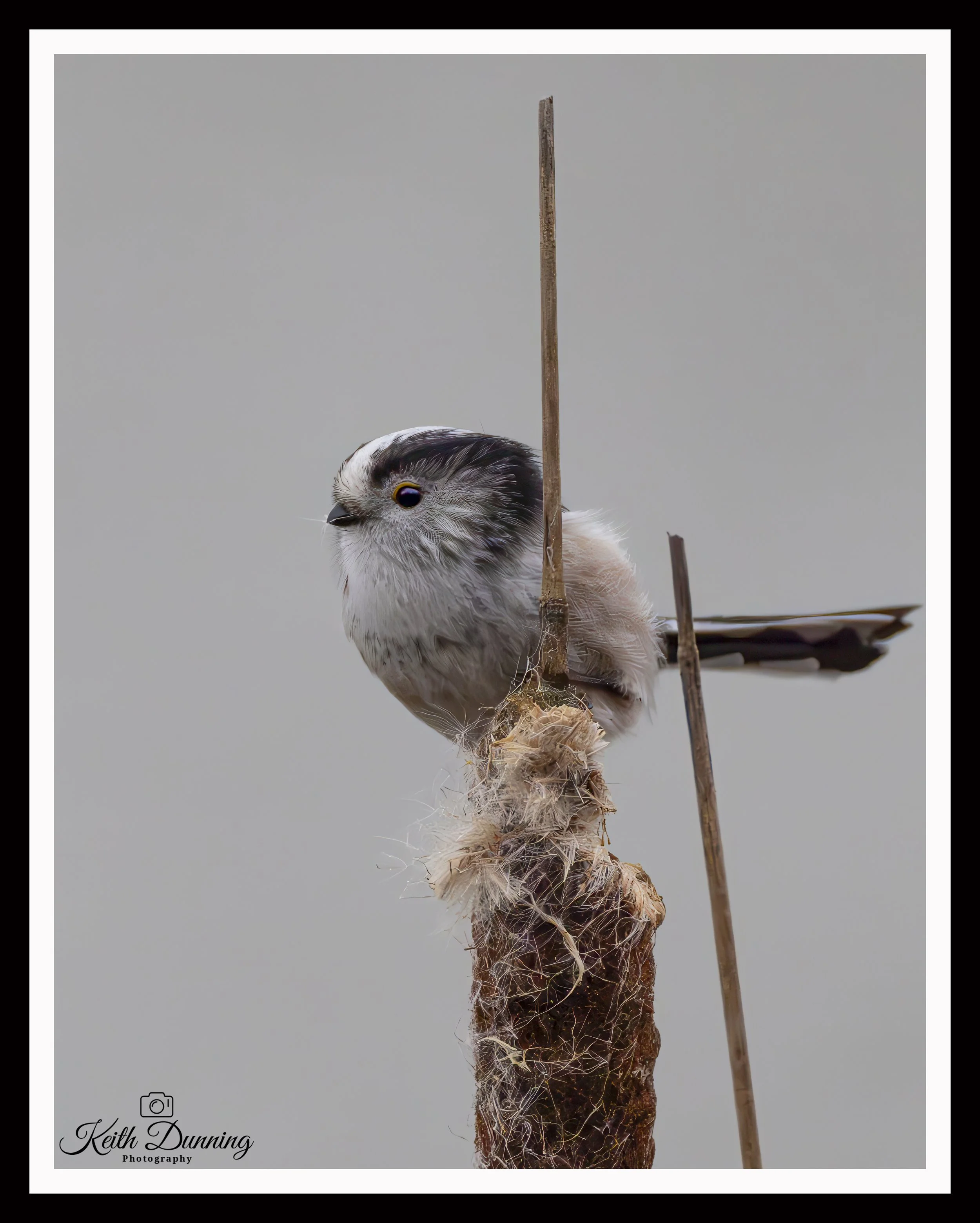 _T7A1972 - Long Tailed Tit