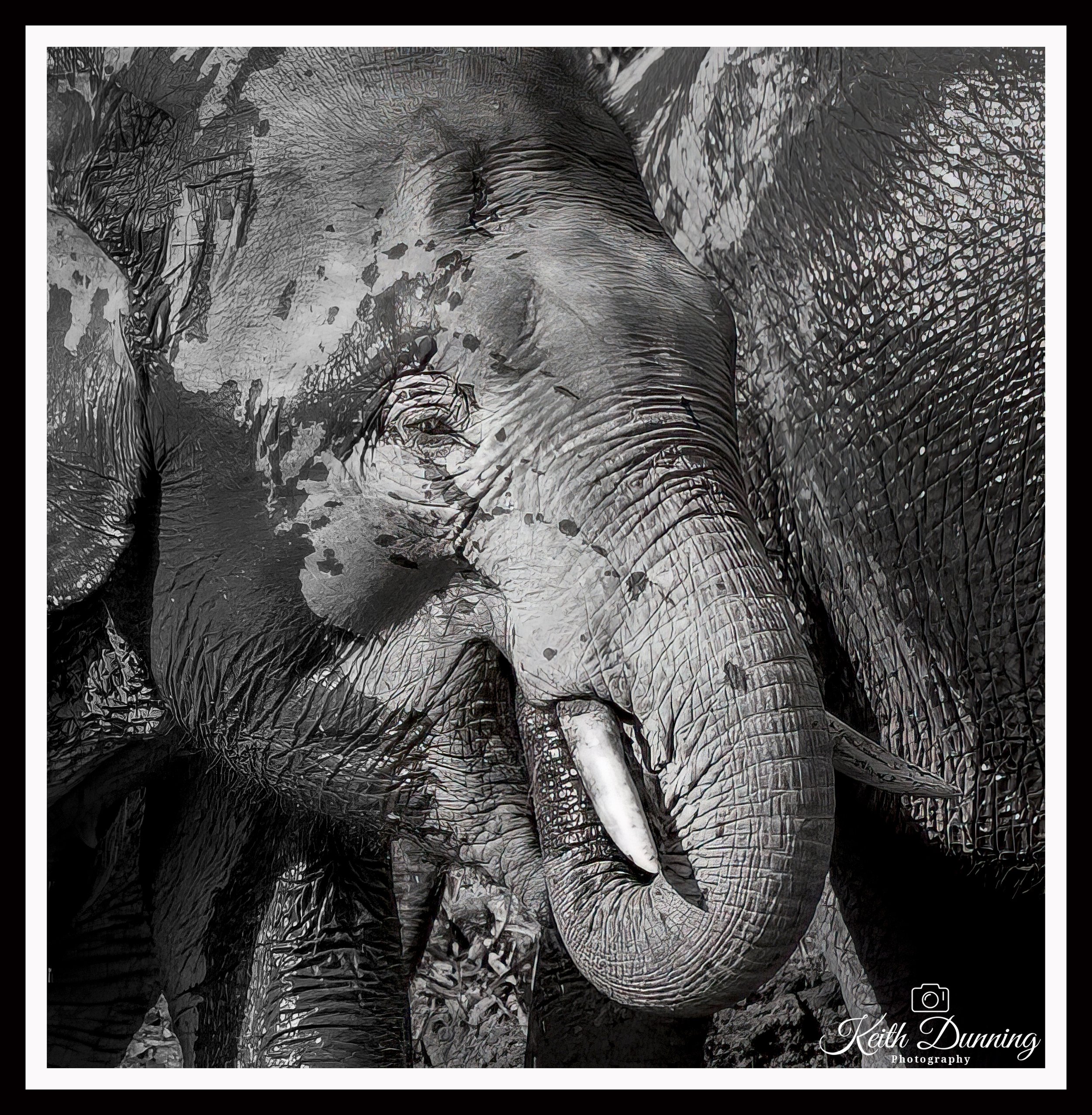 _X4A7352 - Borneo Pygmy Elephant B&W