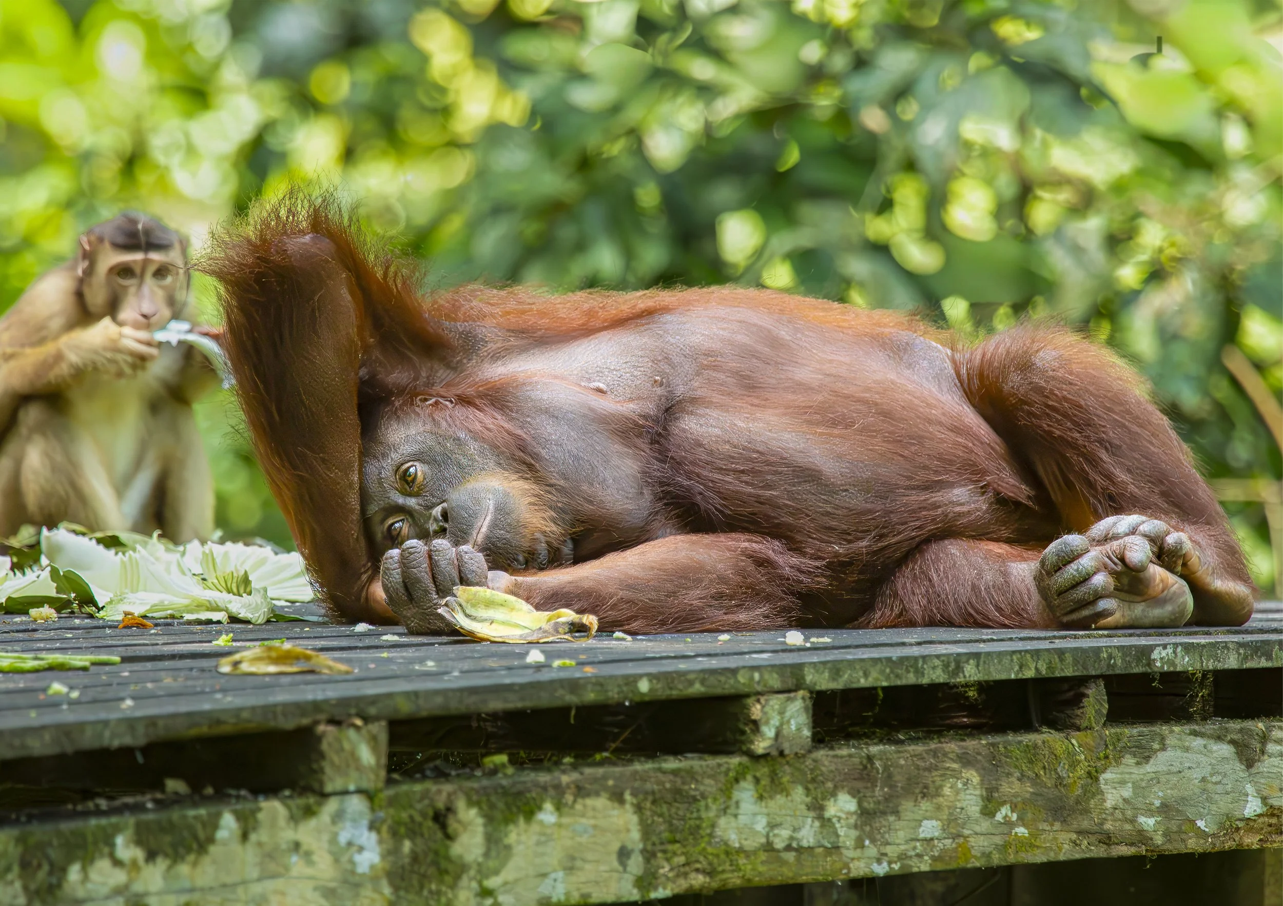 Borneo Orangutan: Wildlife Photography Print