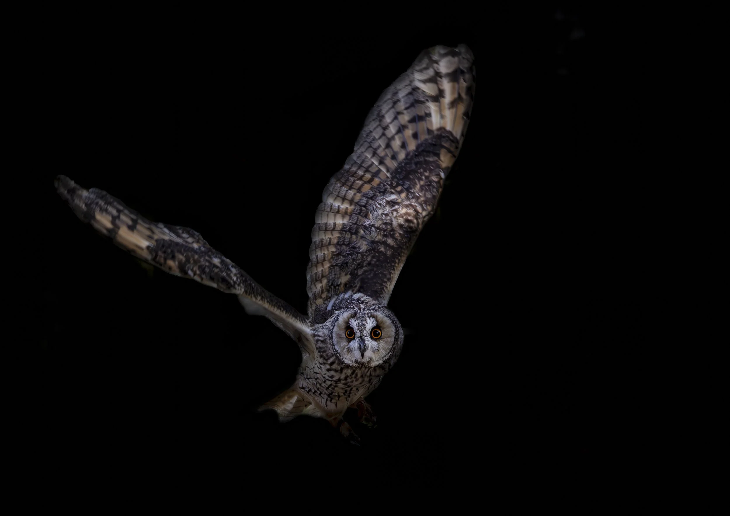 Nocturnal Majesty: Tawny Owl in Flight Fine Art Print