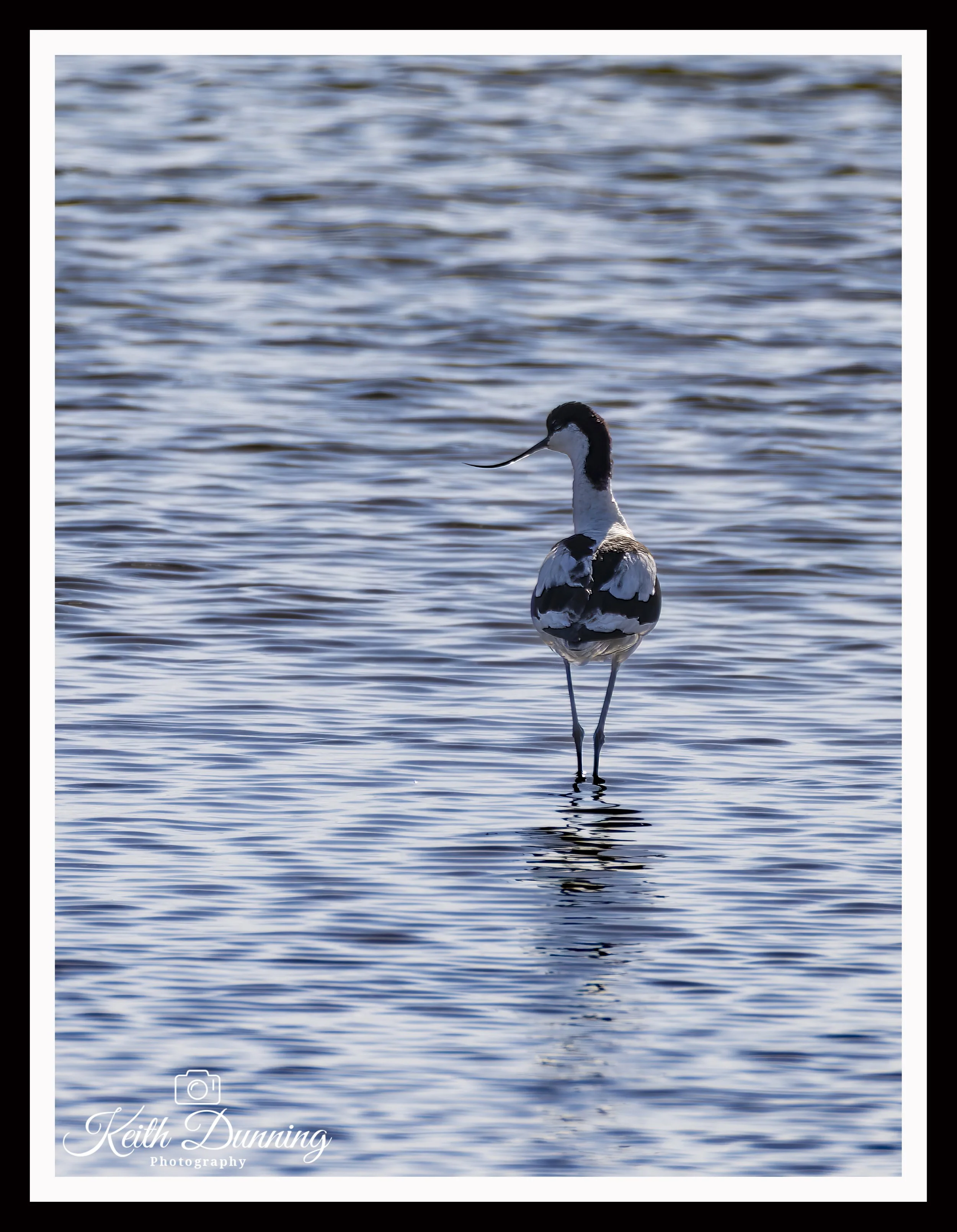 _T7A8442 - Avocet