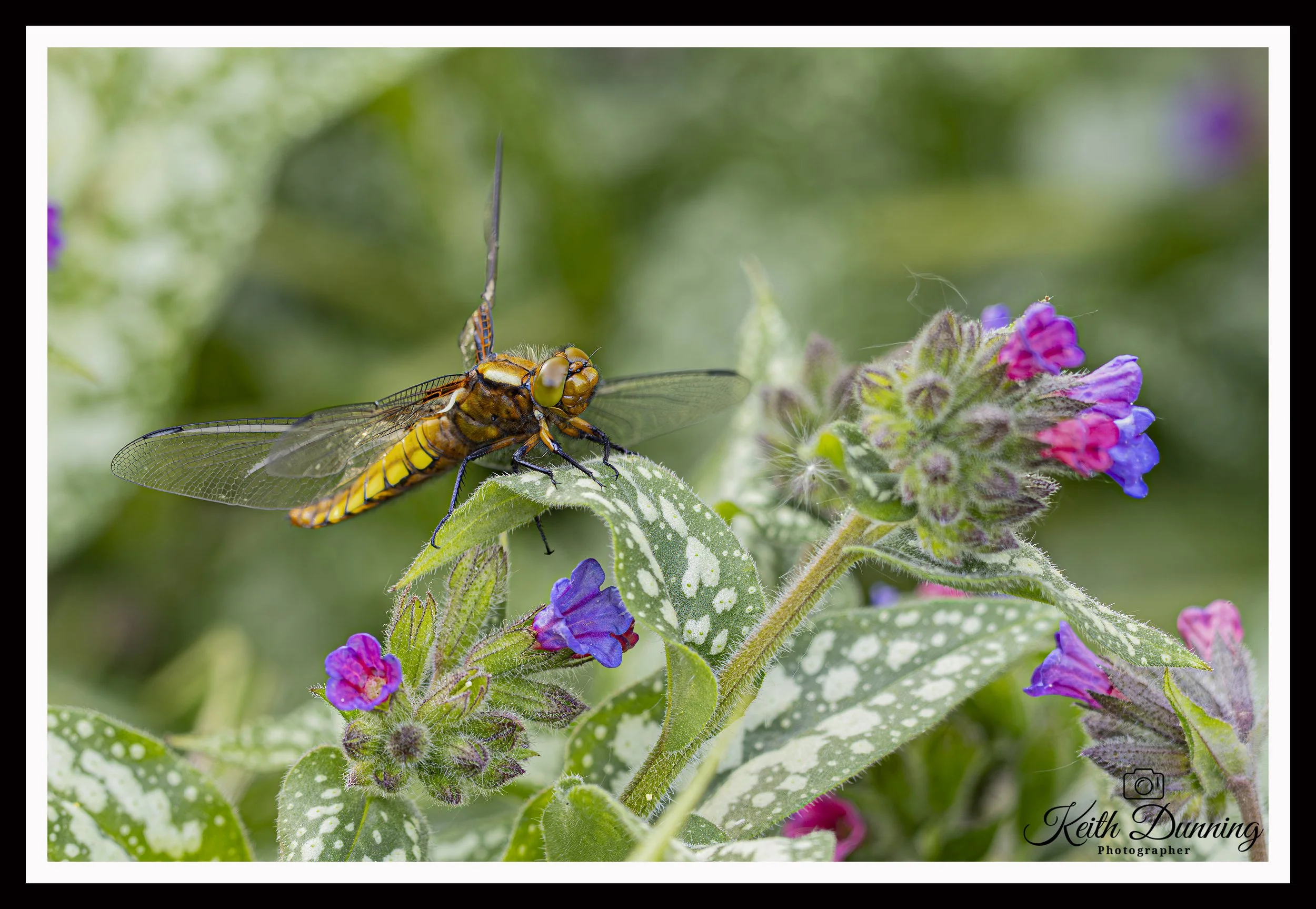 _T7A2946 - Newly hatched Female Broad-bodied Chaser Dragonfly
