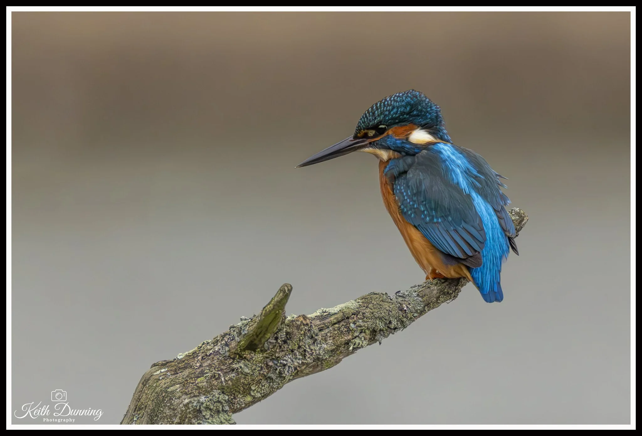 _T7A0515 - Male Kingfisher
